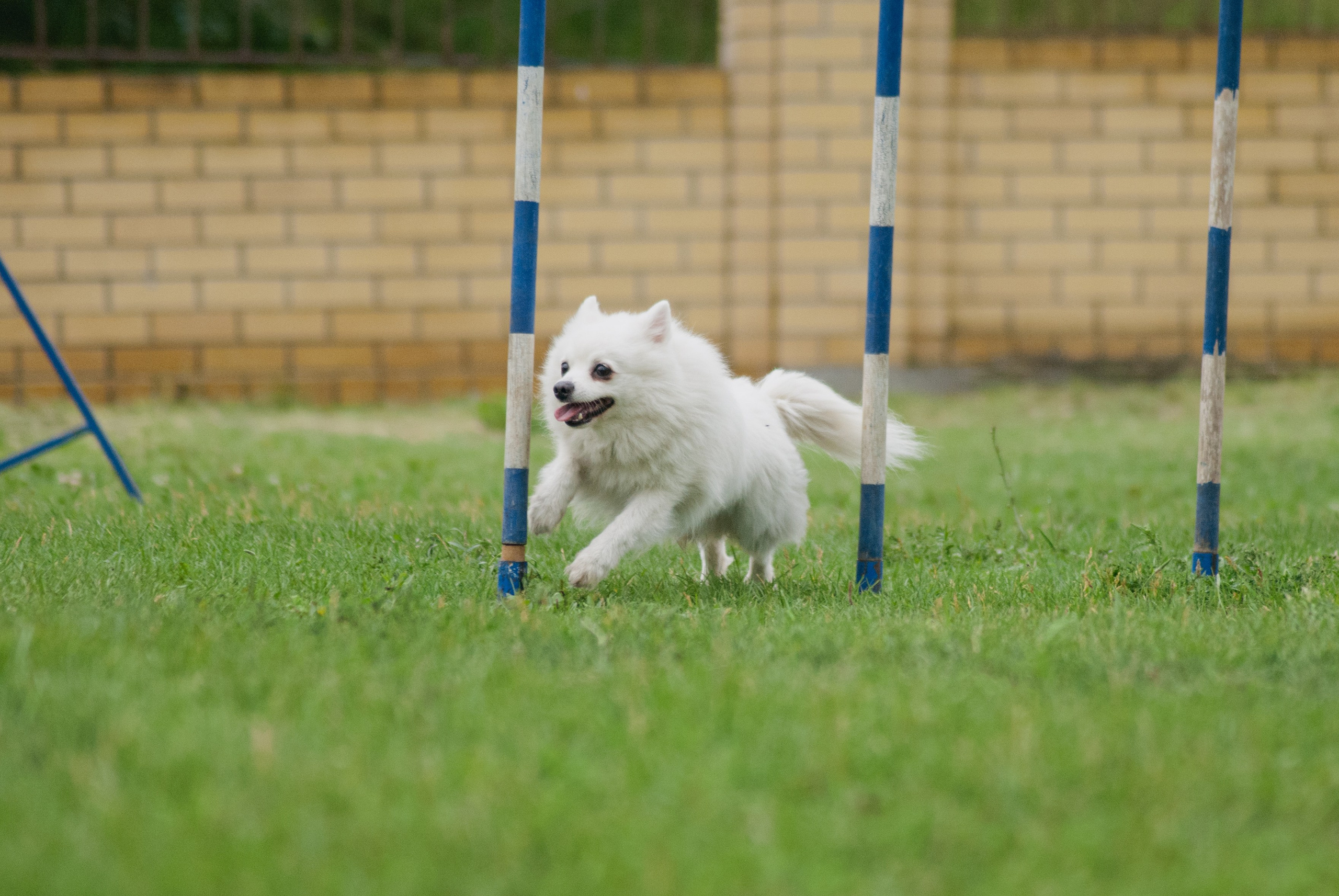 Аджилити. Фотограф в Тюмени Лизавета Сапицкая