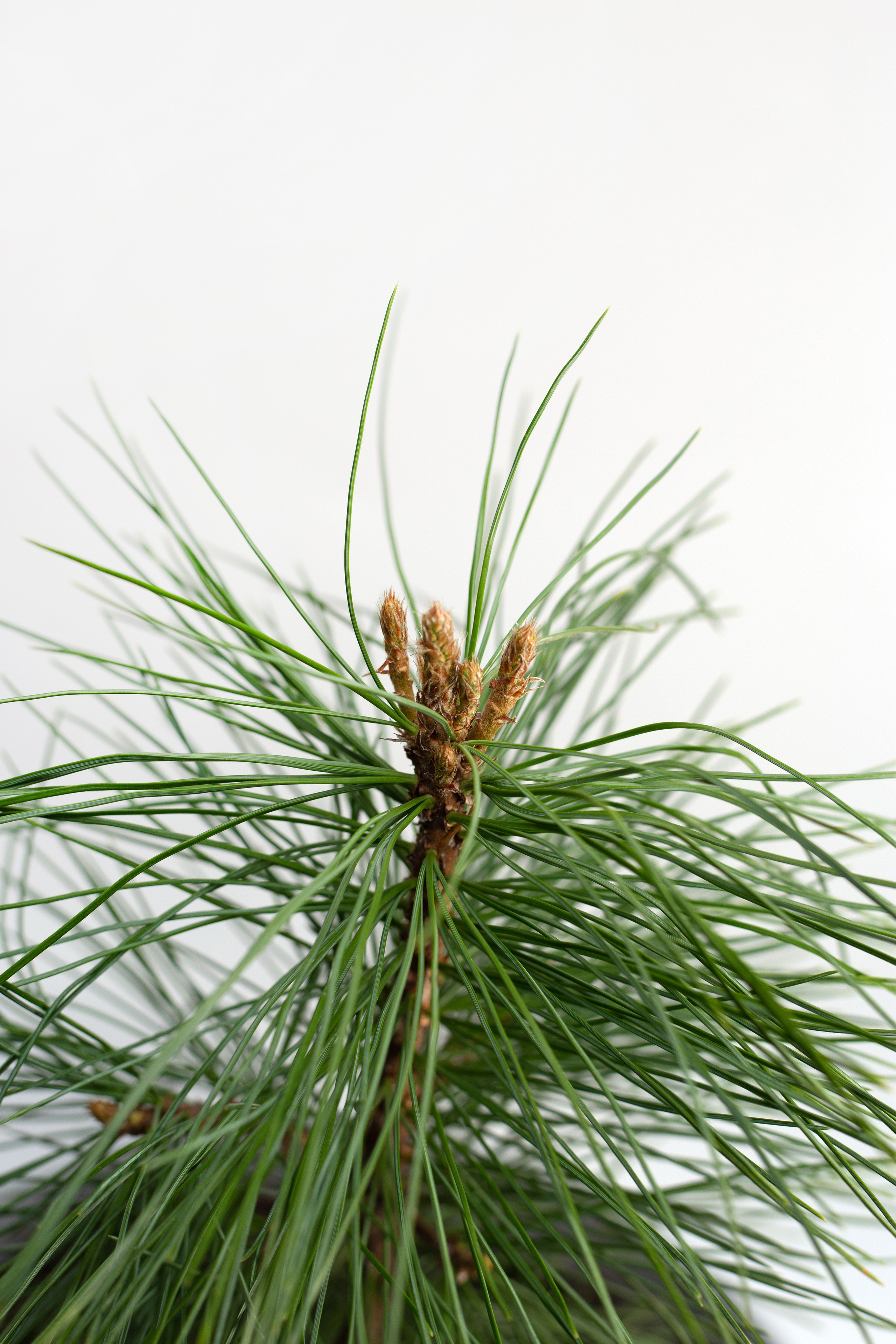 Кедры. Фотограф для различных событий, проектов, маркетплейсов, сайтов и мероприятий в Екатеринбурге