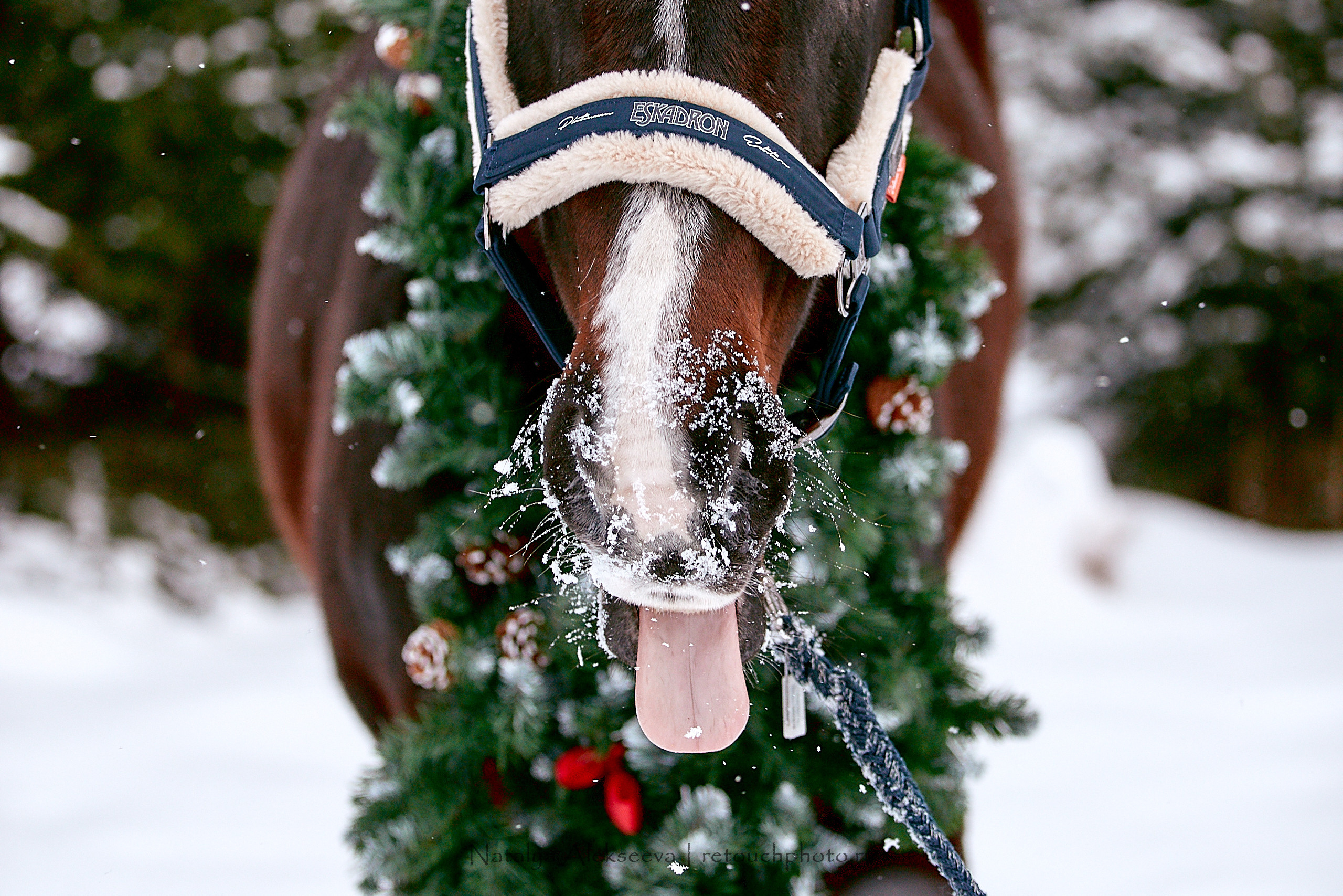 Конный клуб «Гелиос»