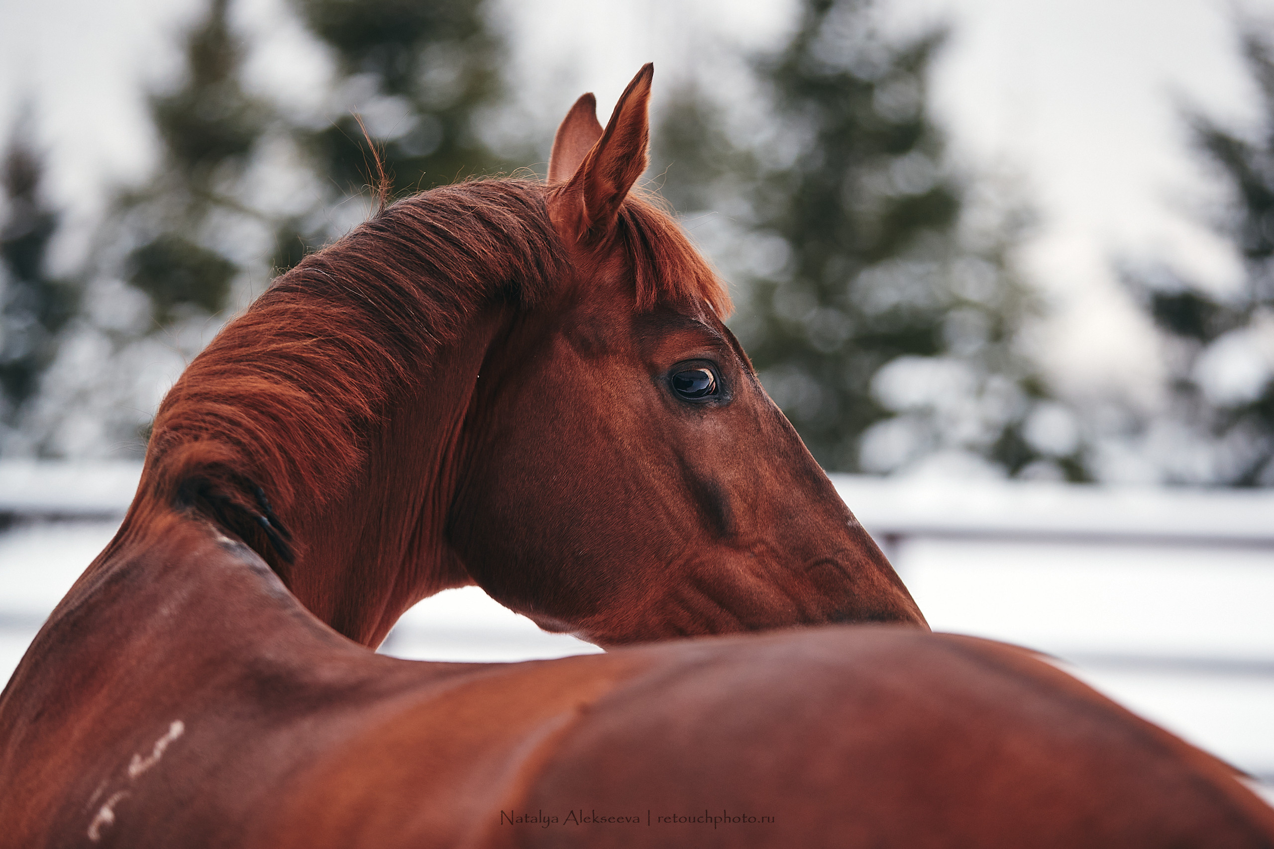 Анастасия и Софийск, КСК Отрада