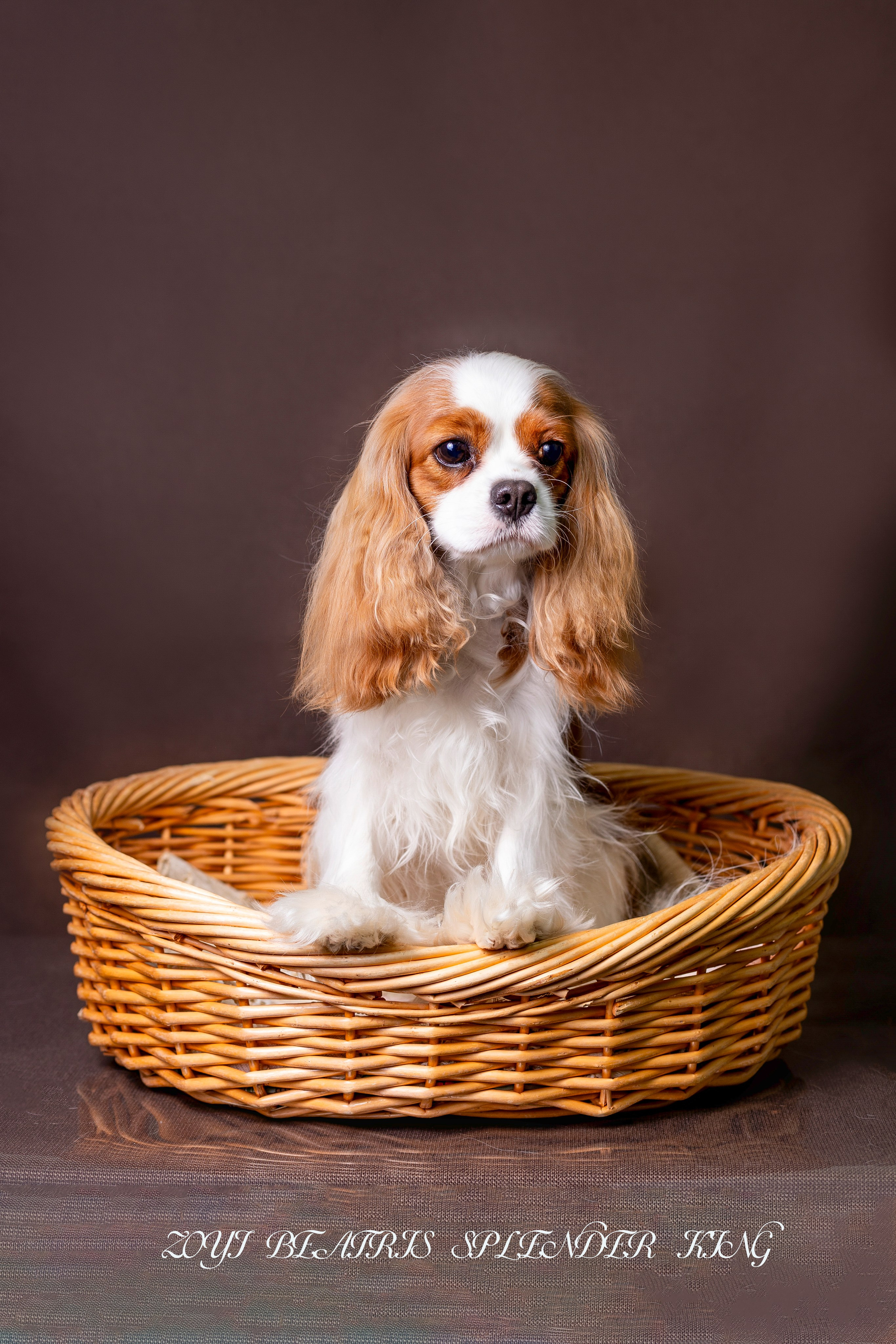 Фотосессия Бетти!. Фотограф 📸 семейный, предметный, репортажный