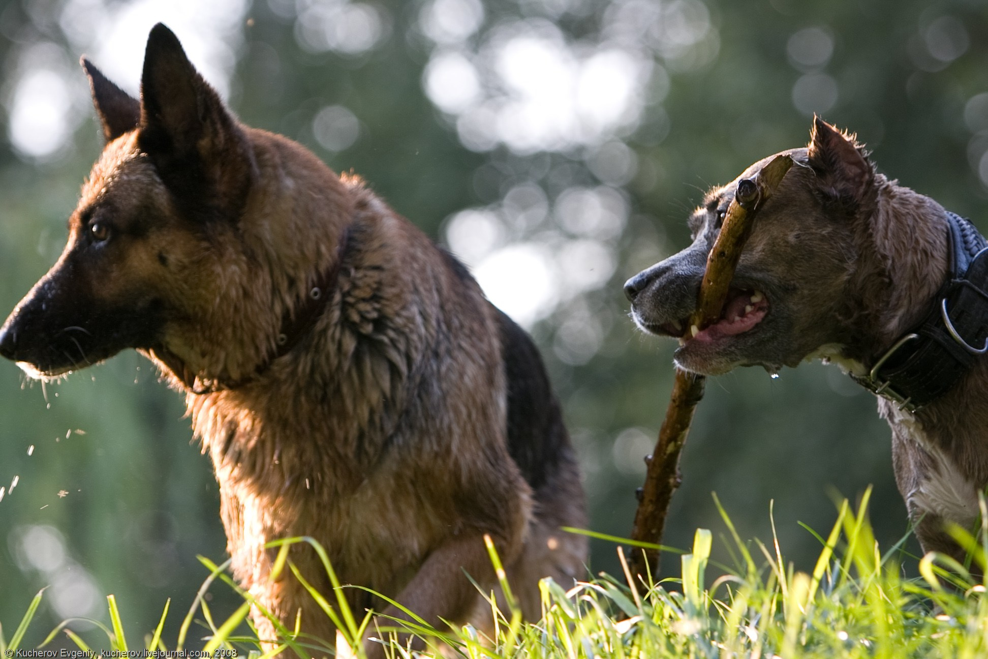 Животные. Кучеров Евгений. Фотограф