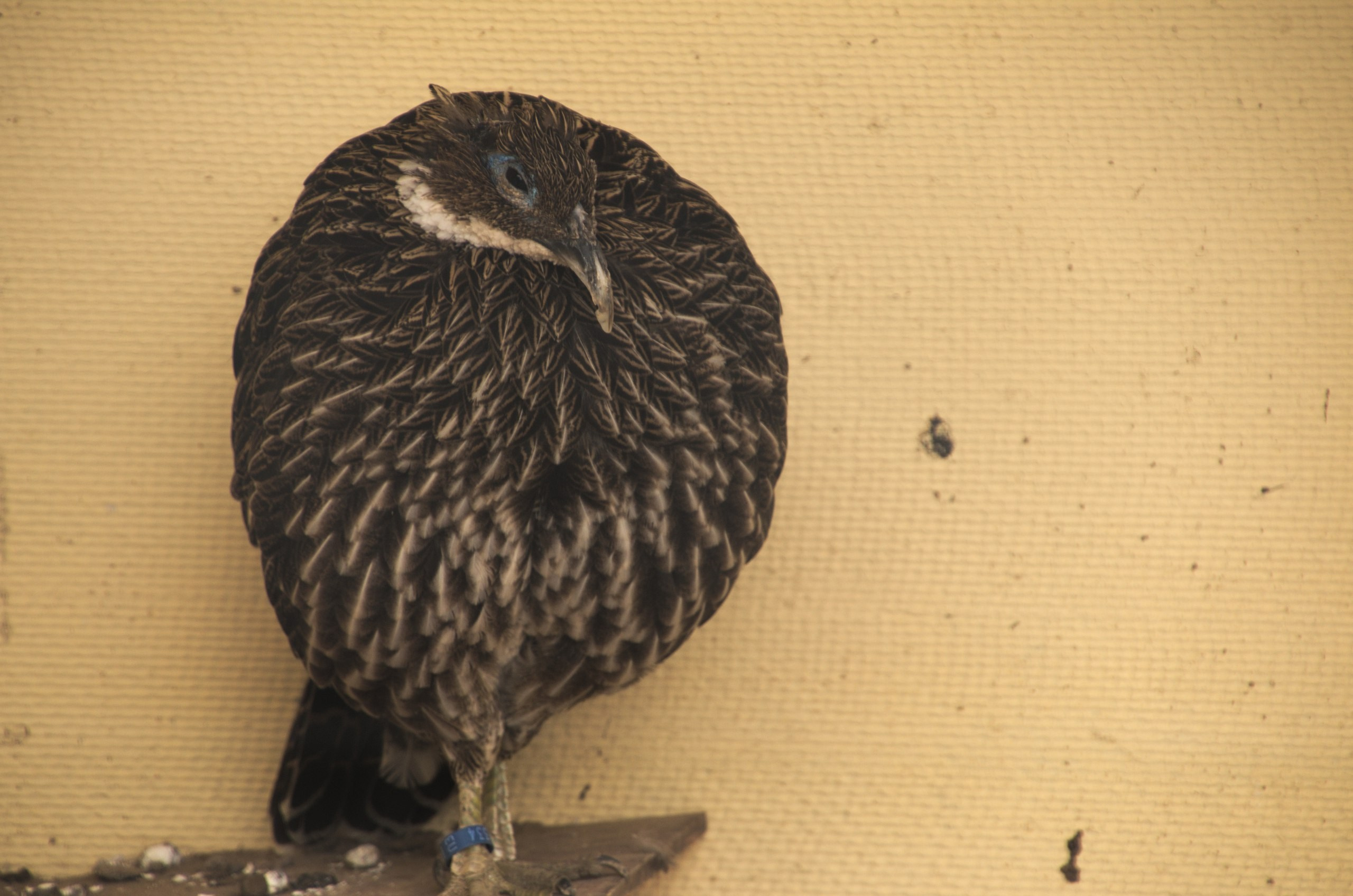 Боровск и парк птиц «Воробьи» | 17.09.2017. Галерея Фантим