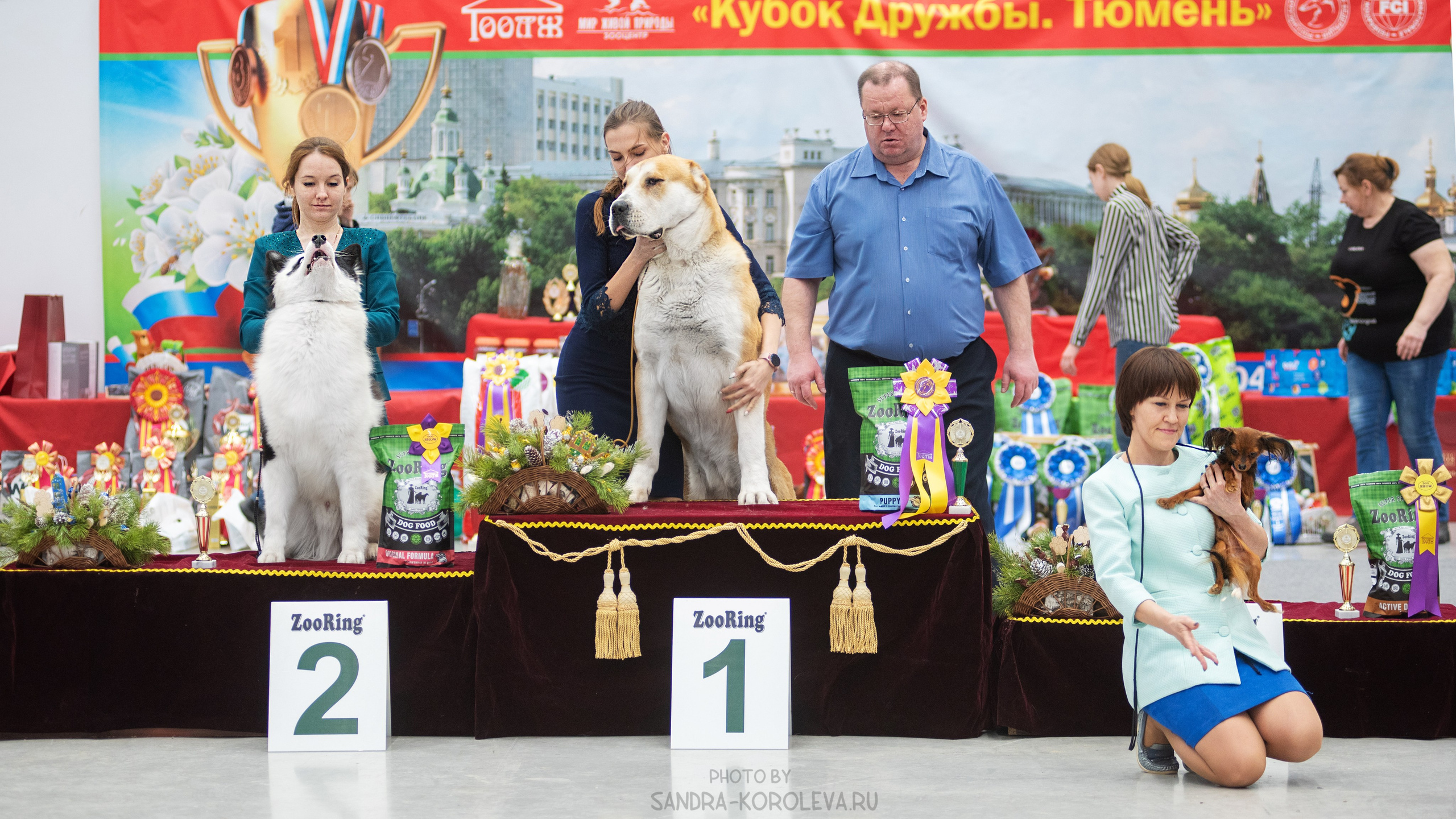 Выставка собак тюмень 14.01.2023. Дог-фотограф в Тюмени Александра Королева