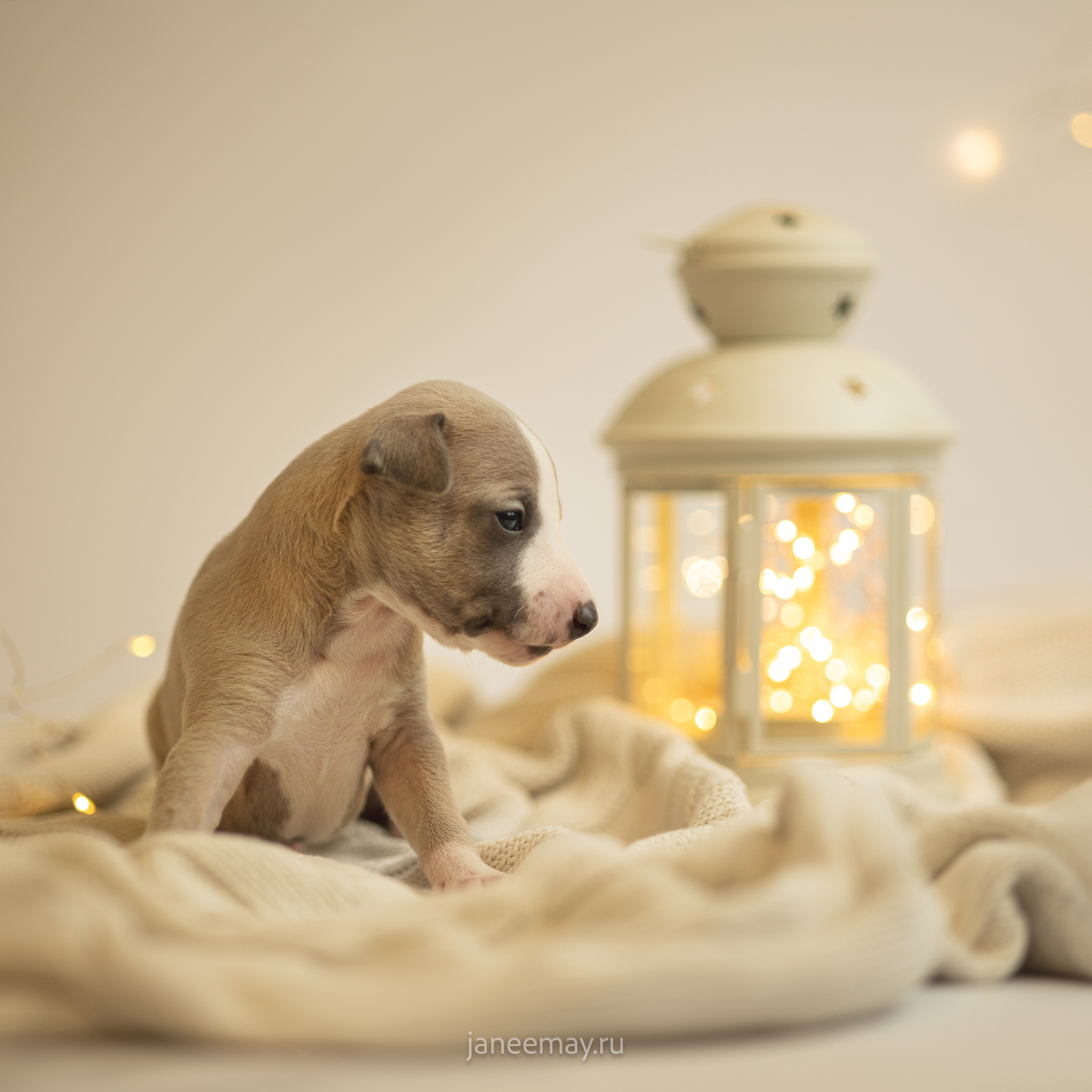 Малыши уиппеты Великбековых. Фотограф анималист в Москве Майорова Евгения