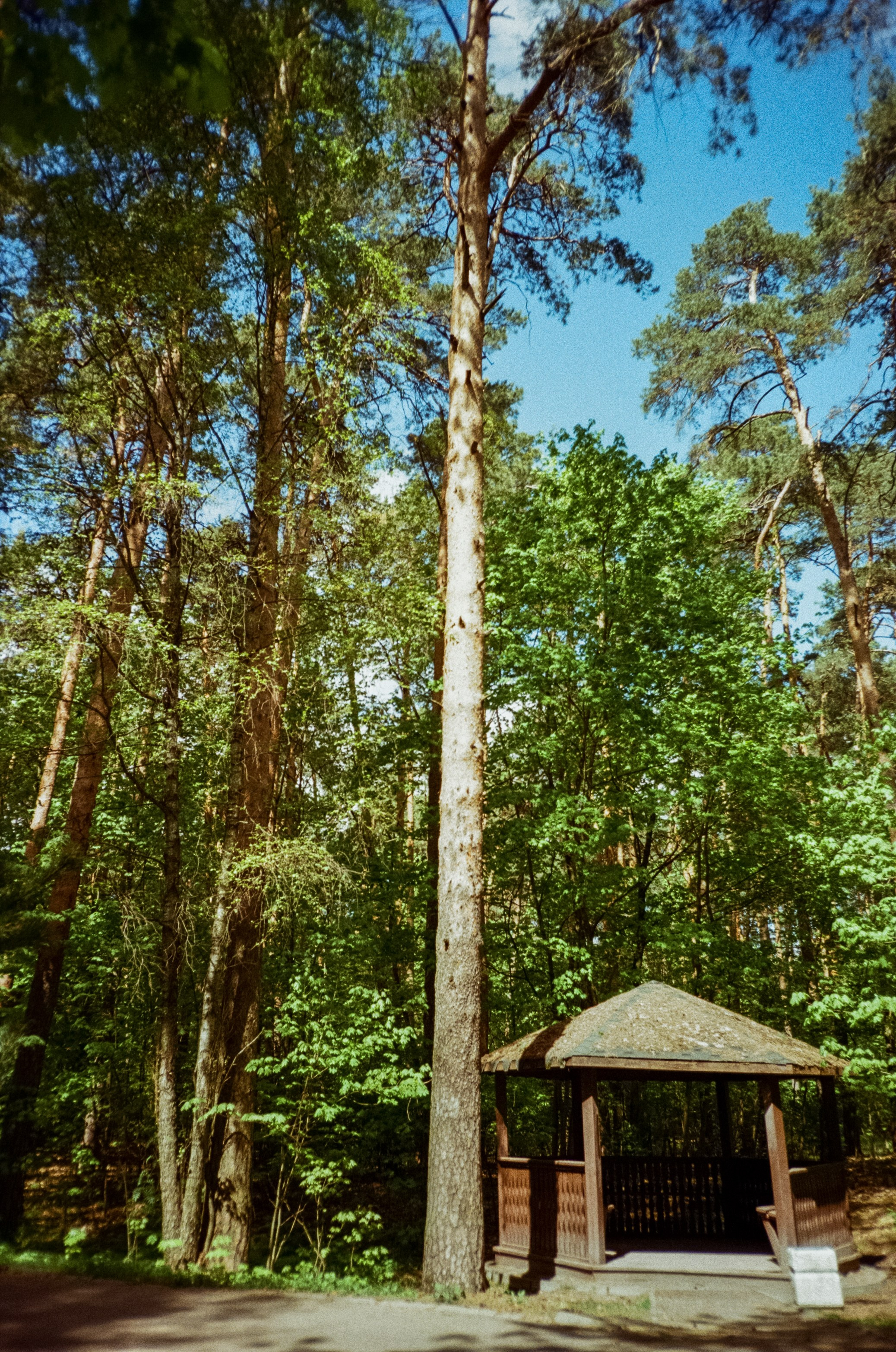 Ricoh R1 | Kodak ProImage 100 | 6 мая 2025 года СерБор