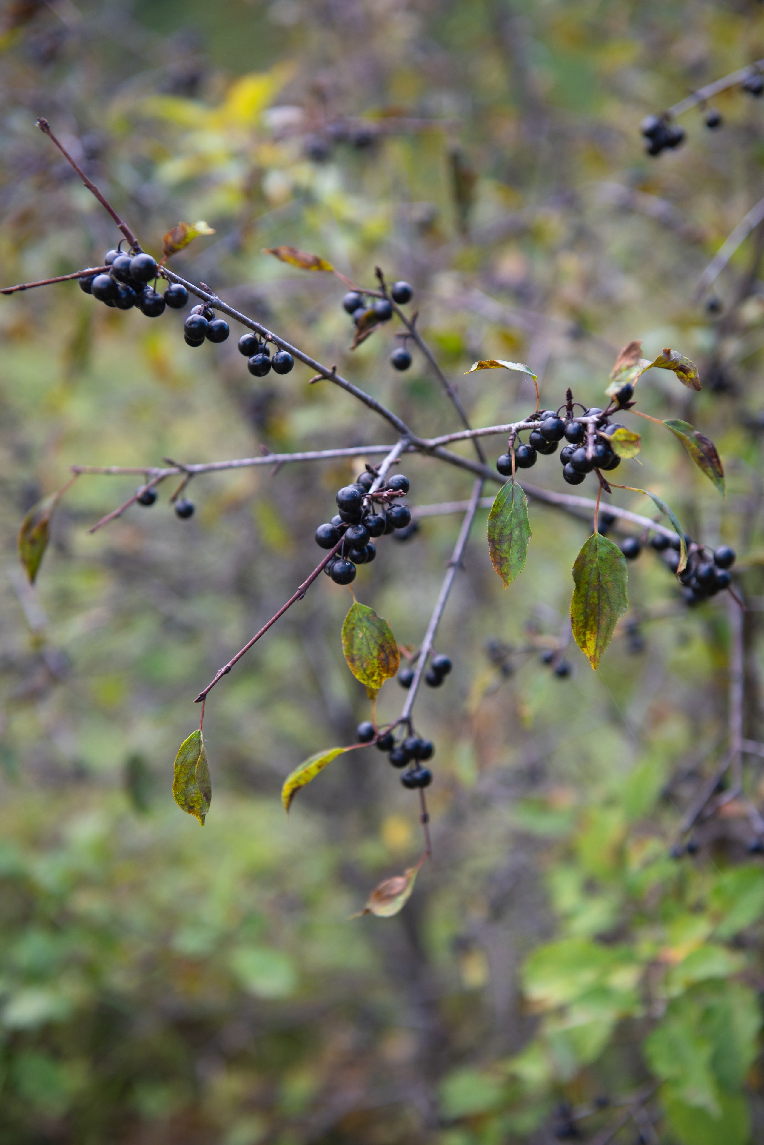 Изборск. Портретный и архитектурный фотограф в Москве и Санкт-Петербурге