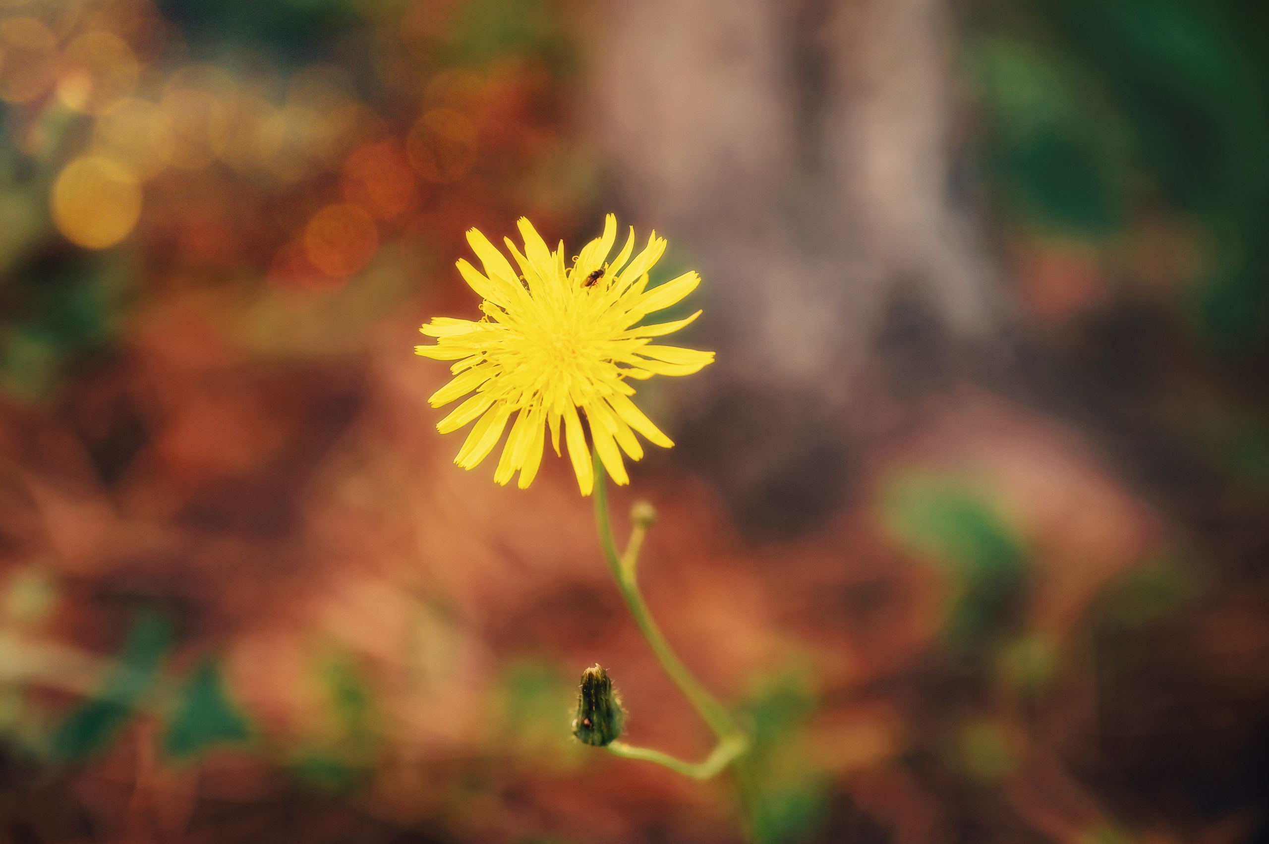 День Шахтёра в Парке Чудес 30.08.2025. Детский фотограф, семейный фотограф и репортажи в Кемерово