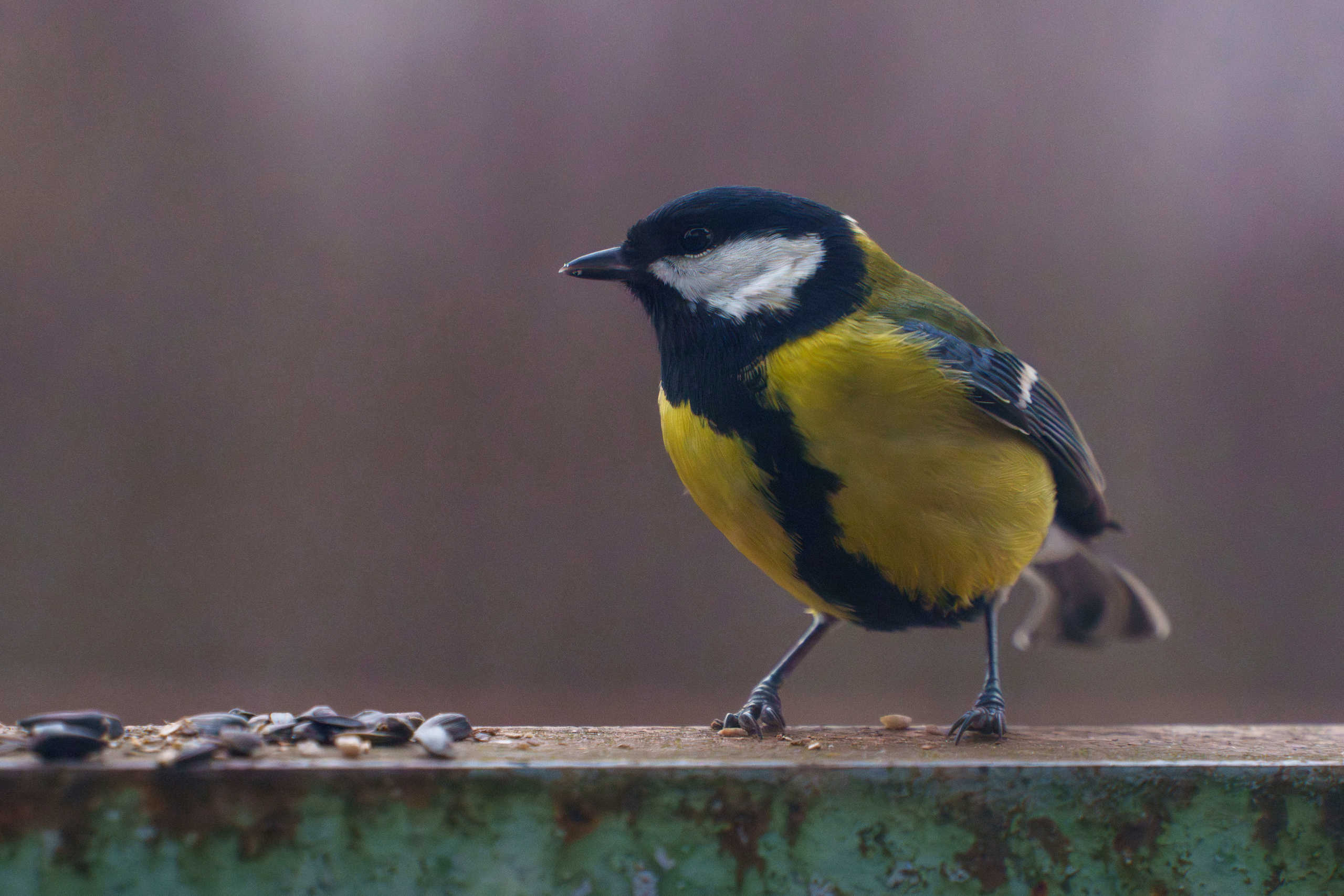 Animals — Животные