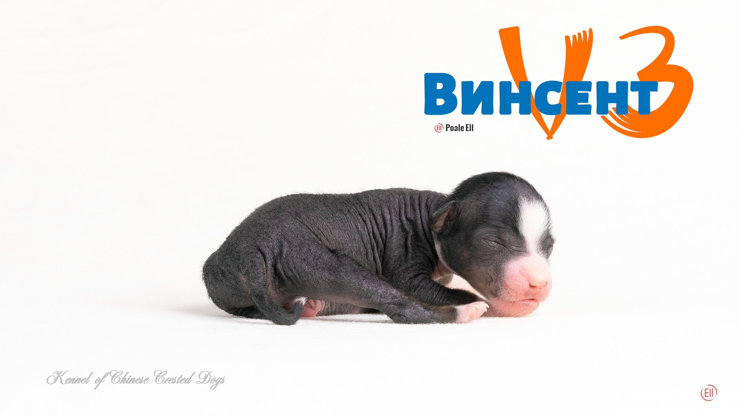 Щенки 3 дня. 21.01.2024. Фотограф в Москве