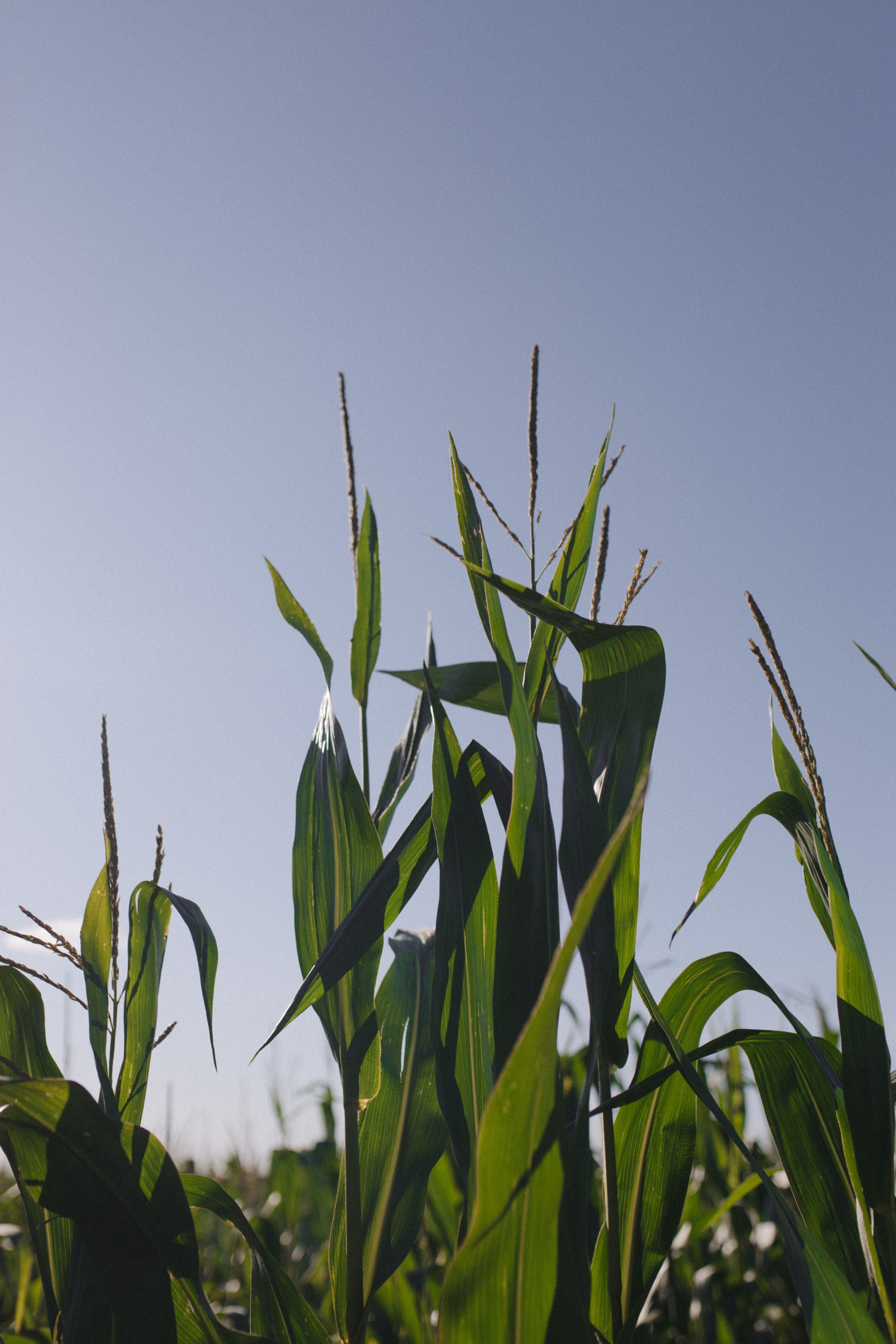 Любовь нашла в кукурузе