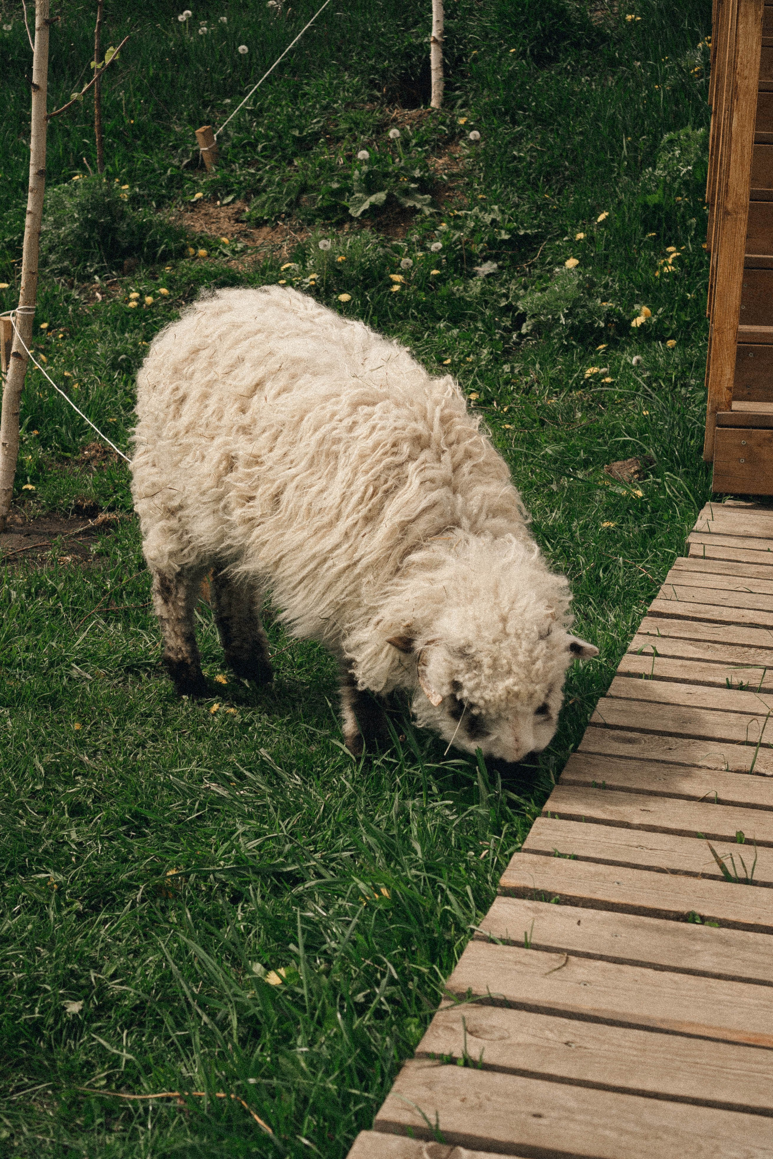 Ферма Альпак. Профессиональный фотограф, Санкт-Петербург — Виктория Богомолова