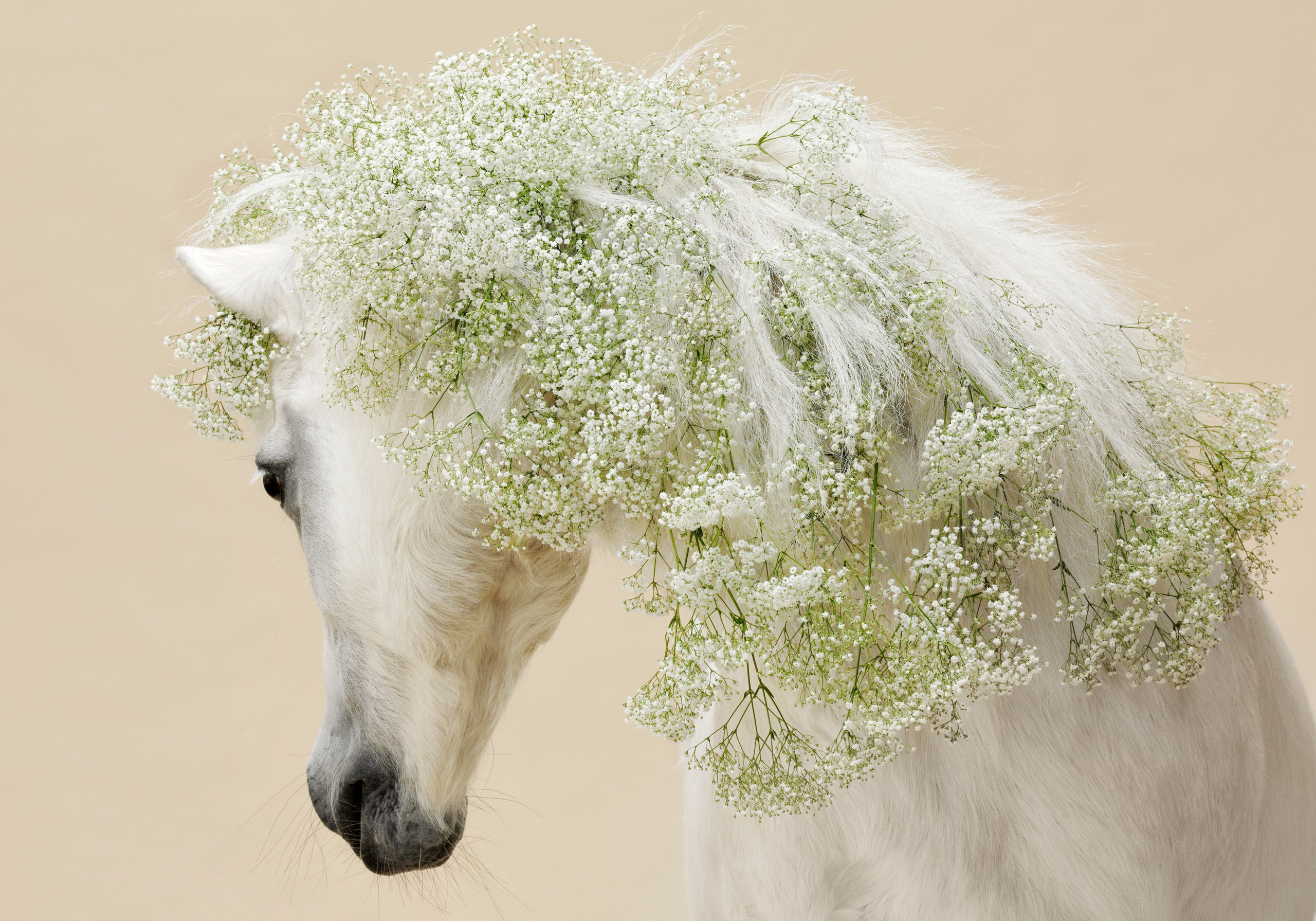 Лошади в студии. Лана Петрова, фотограф