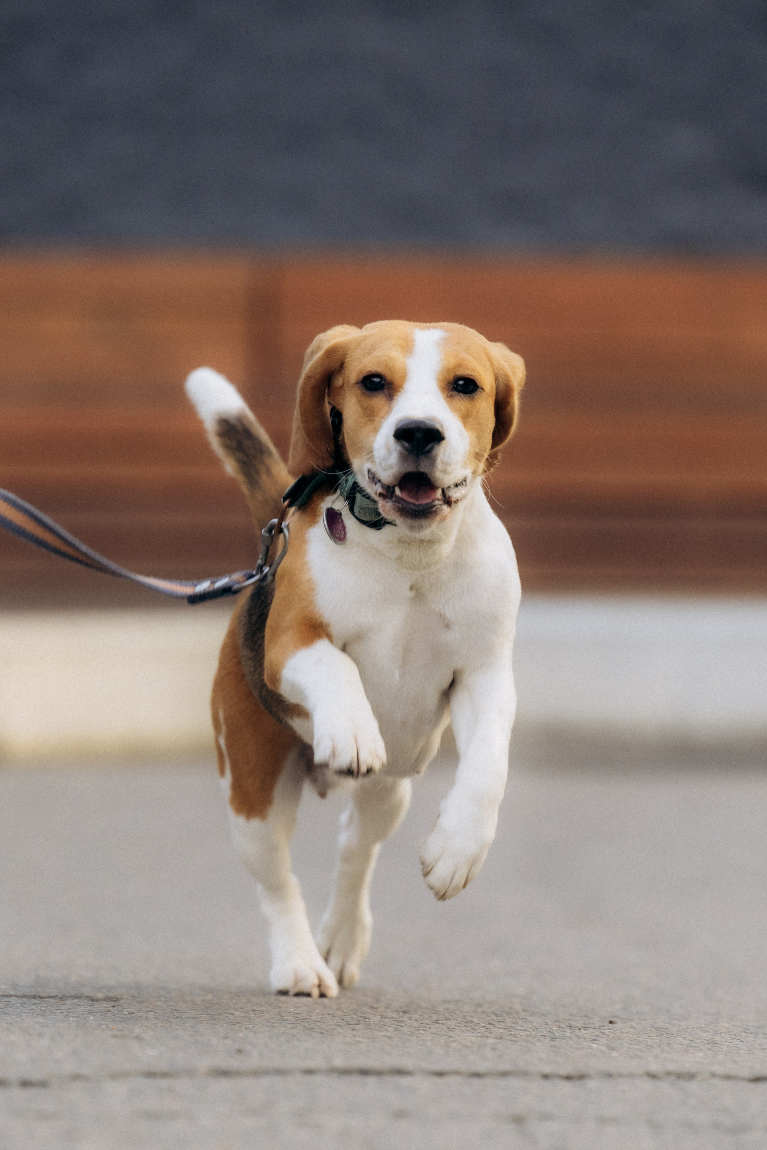 Анна и Рэна. Рассвет в Москве. Фотограф анималист в Казани Алина Сулейманова. Фотограф животных