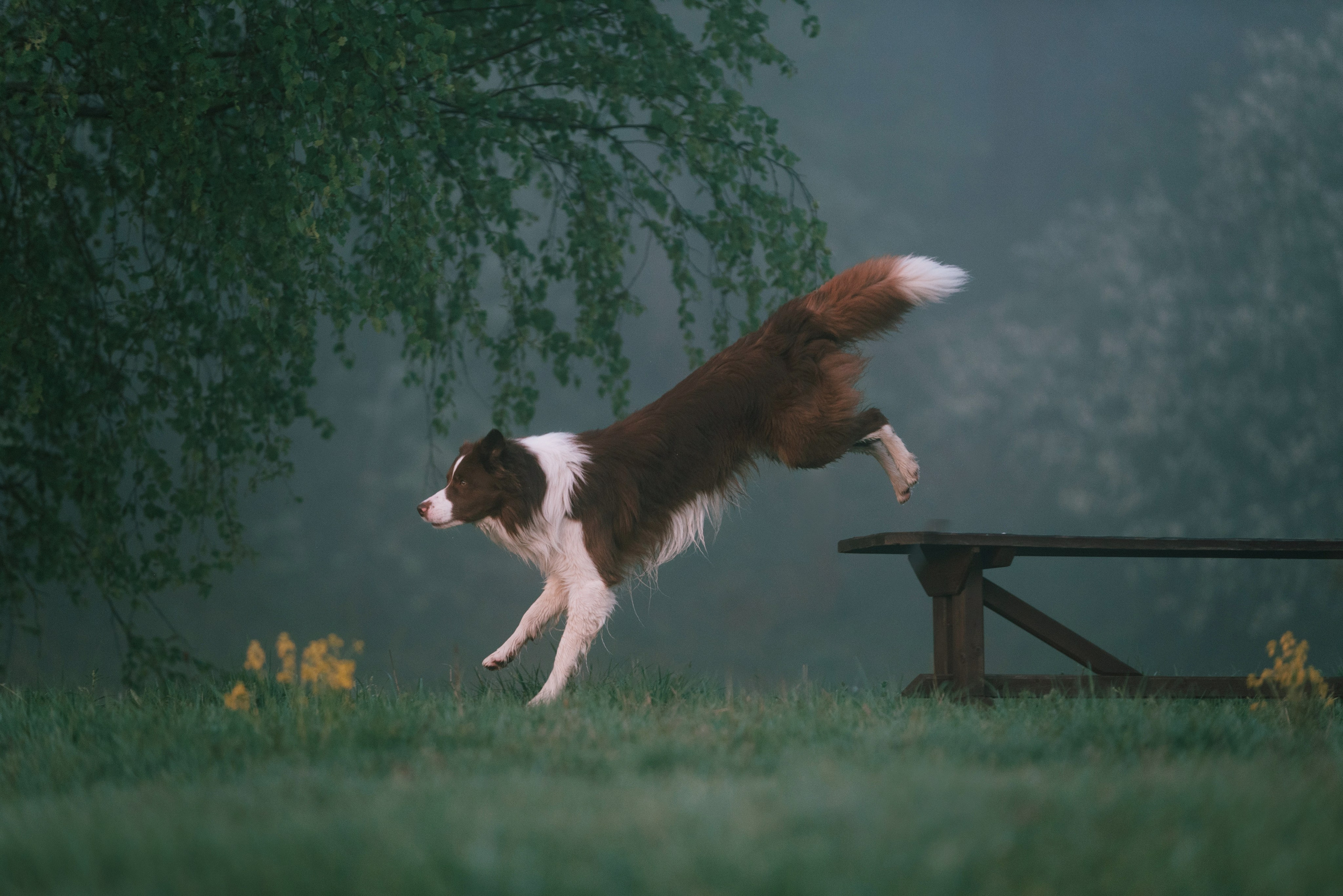 Дарья и бордер колли Мэджик и Фарго. Фотограф Анна Тюрина