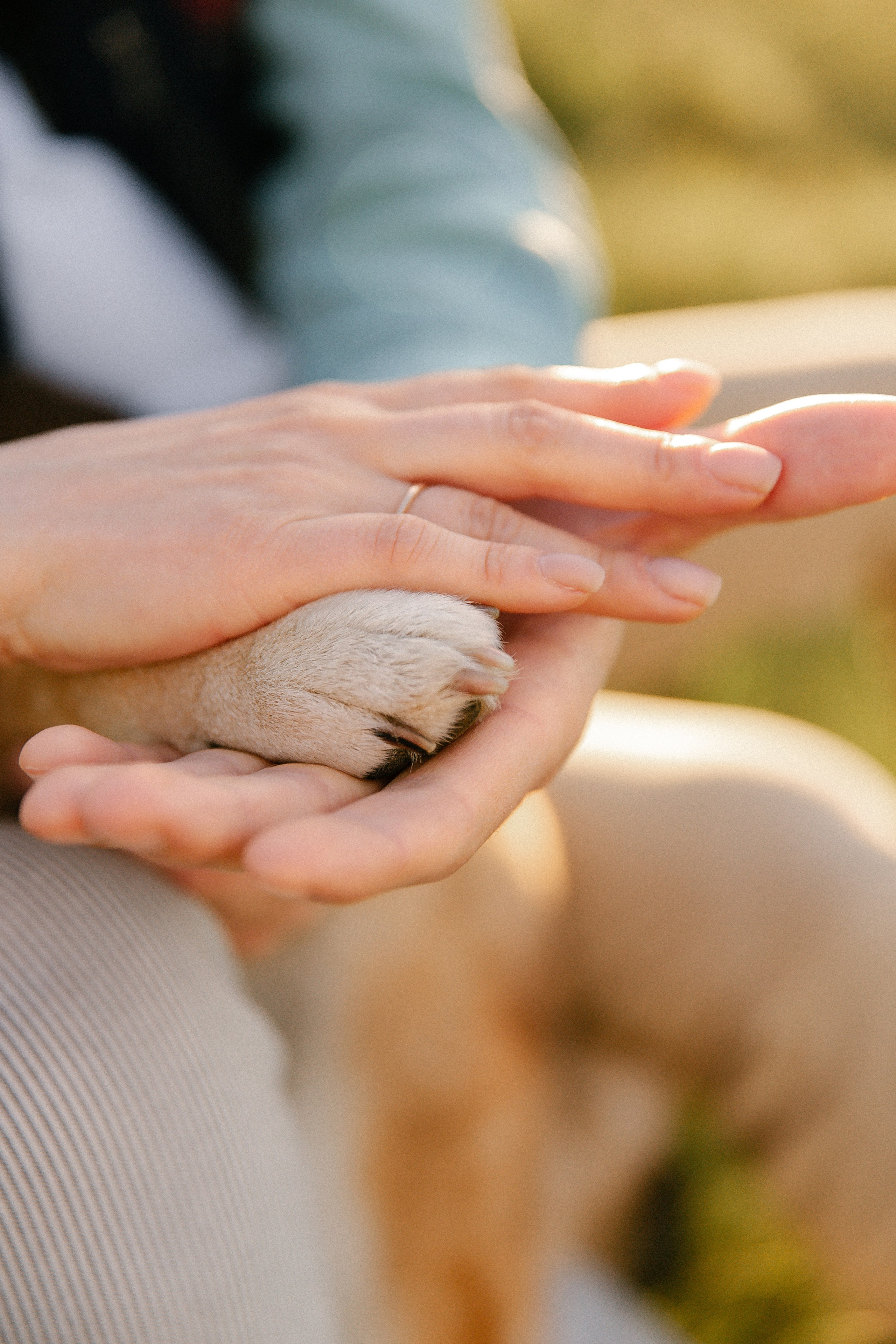Семейная фотосъемка с собакой. Свадебный фотограф и видеограф Краснодар, Ростов, Сочи, Новороссийск