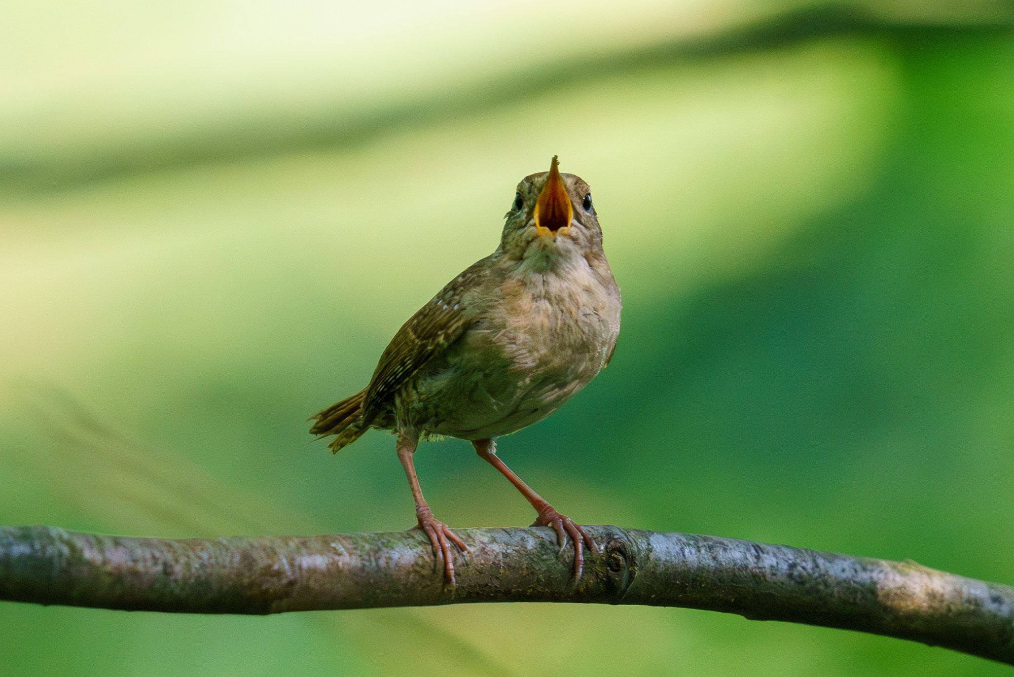 Удивительные мир птиц. Вокруг нас столько прекрасного — присмотритесь!. Ваш личный фотограф Марина Волкова