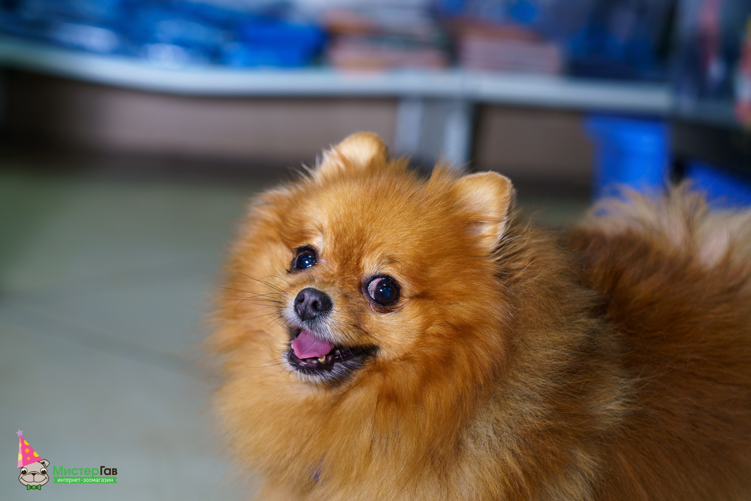 Мистер Гав -13 лет!. Фотограф Челябинск · Ольга Серебрякова