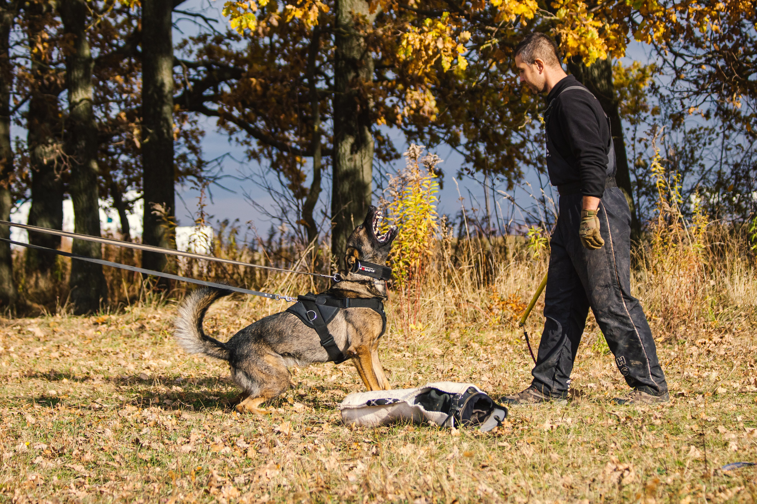 Тренинг защитного раздела. Фотограф анималист — Тула, Москва