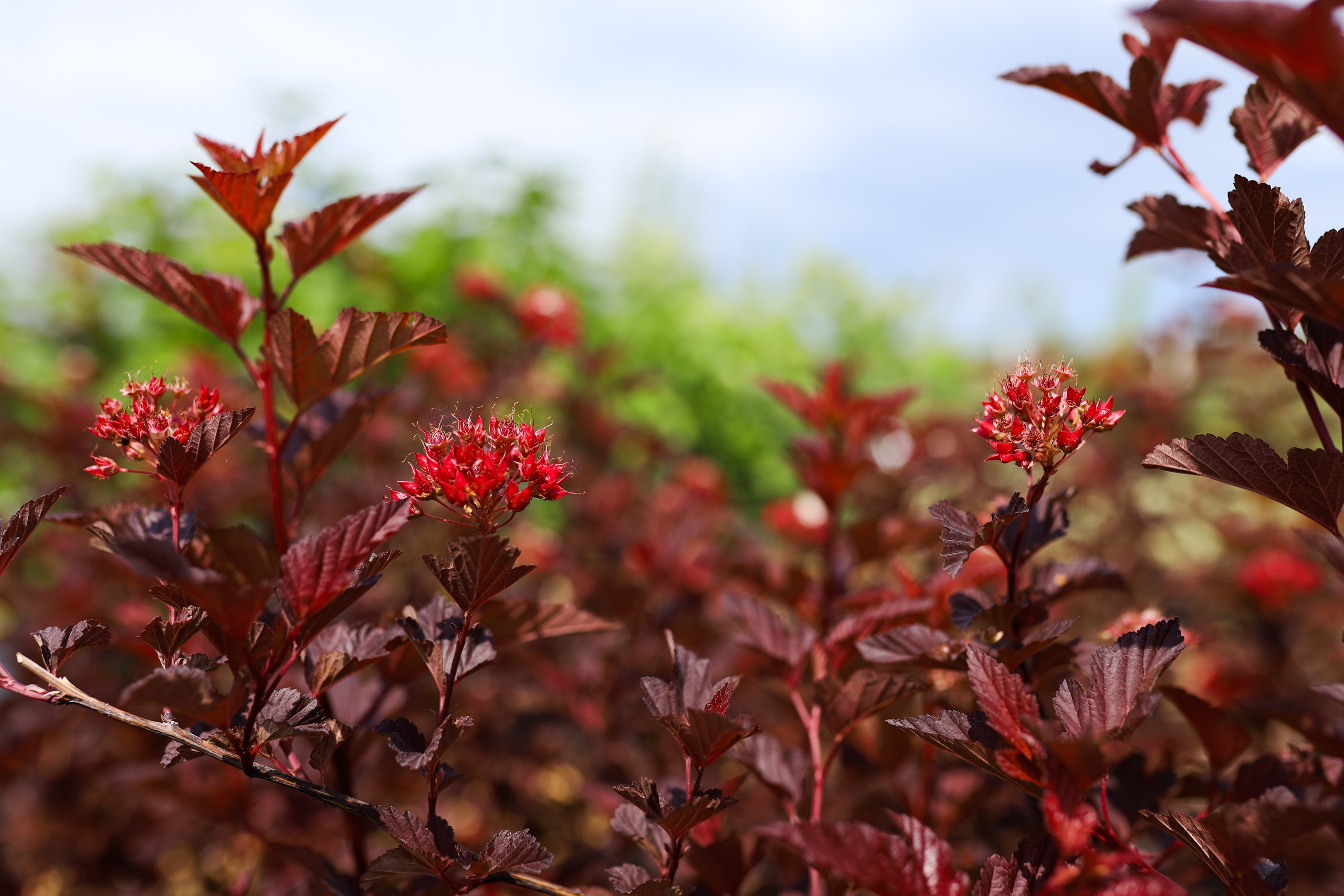 Садовый центр. Фотограф Эмилия Сафиуллина
