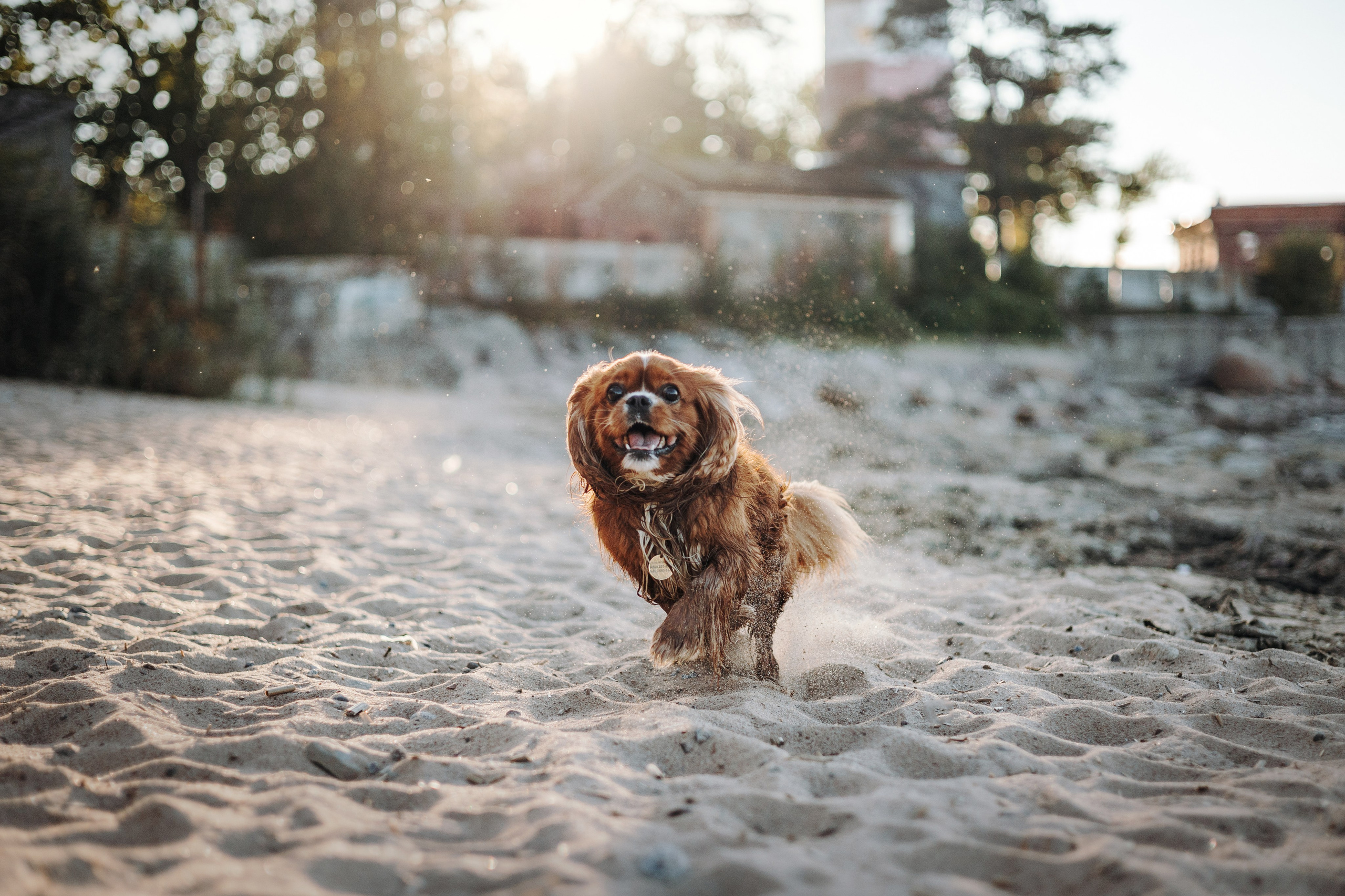 Верон, Гарри и их семья. Фотограф — Анималист | Санкт-Петербург