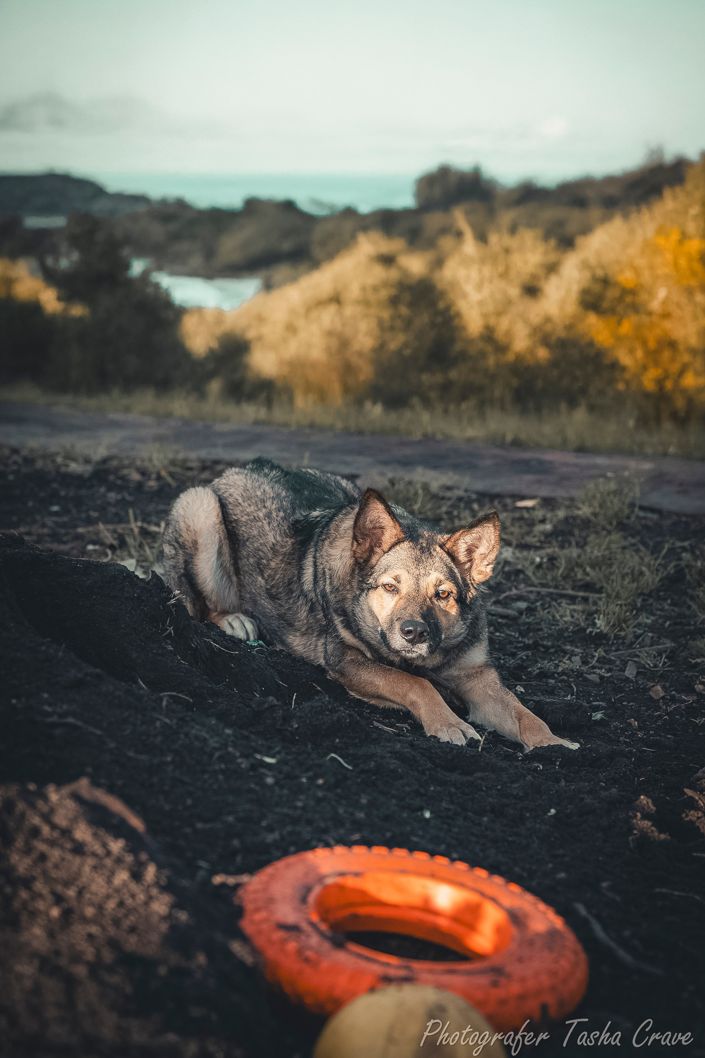 Приют для собак. Фотограф анималист в Санкт-Петербурге Таша Крейв