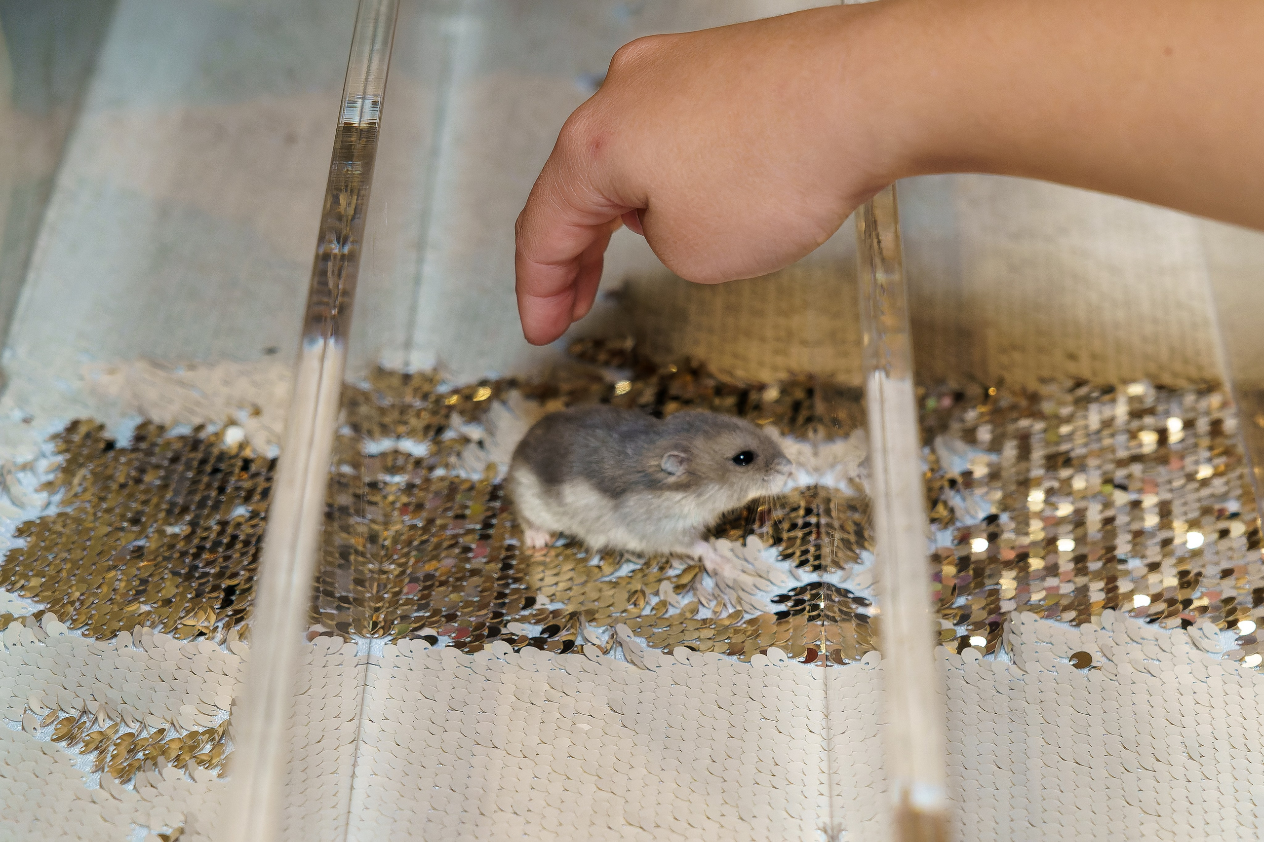 Фотосъёмка детского дня рождения. «Студия DRONAVT`s» — видеосъёмка и фотография г. Москва