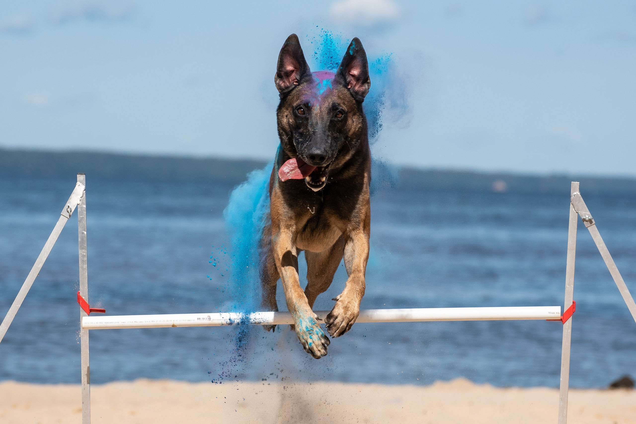 Фотосессия краски холи с собакой. Фотограф Макс Огурцов в Нижнем Новгороде