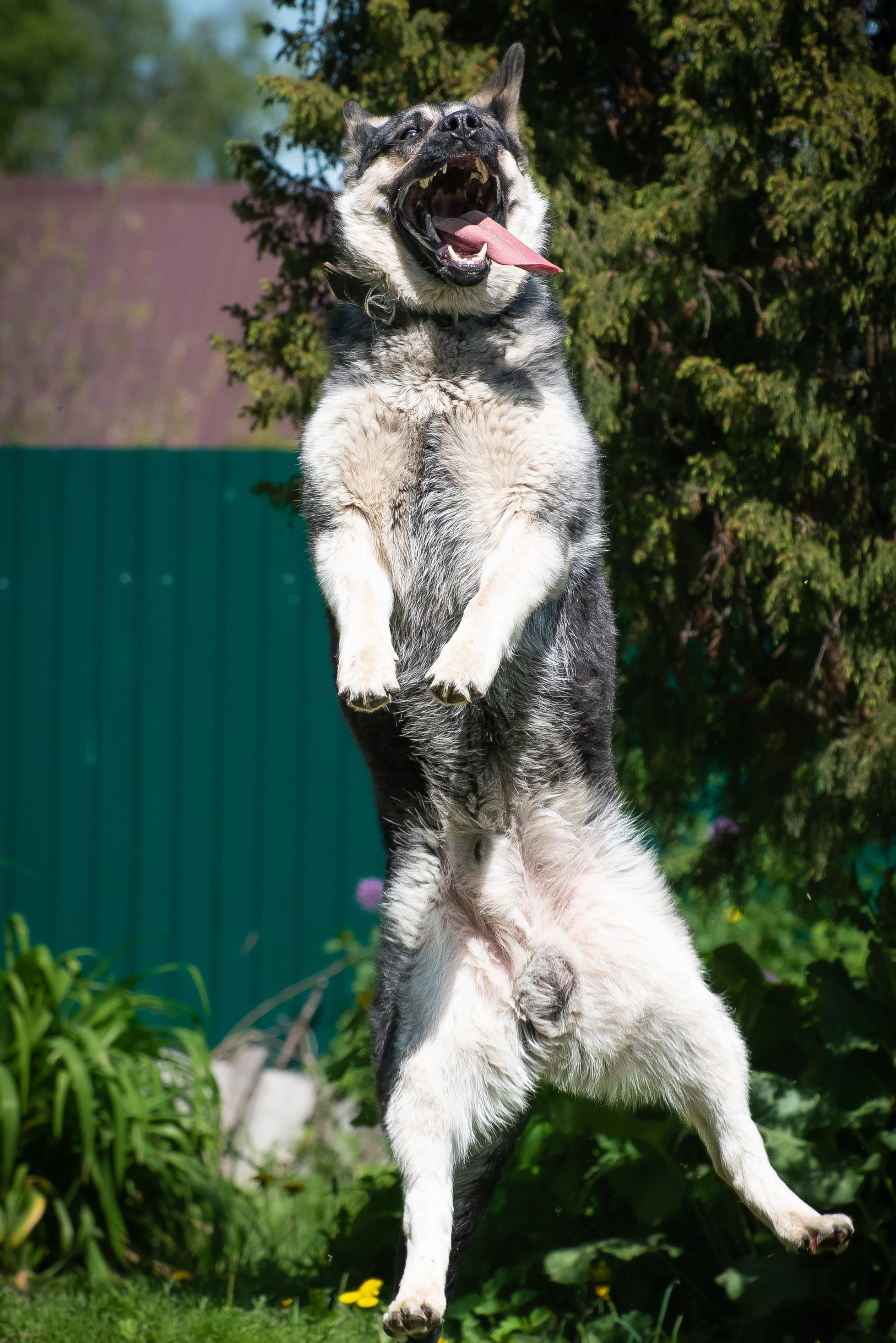 Фотосессия на даче для собак. Фотограф Макс Огурцов в Нижнем Новгороде