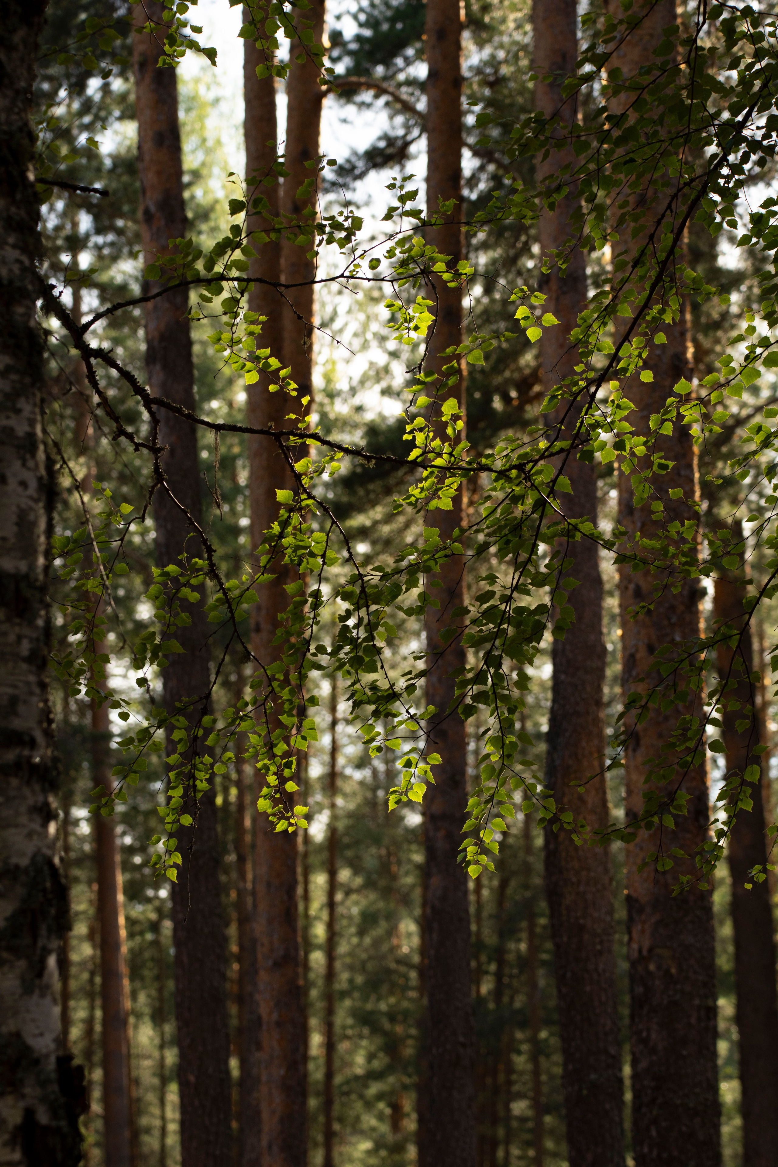 Capoeira Camp. Фотограф Киров Токарева Марина