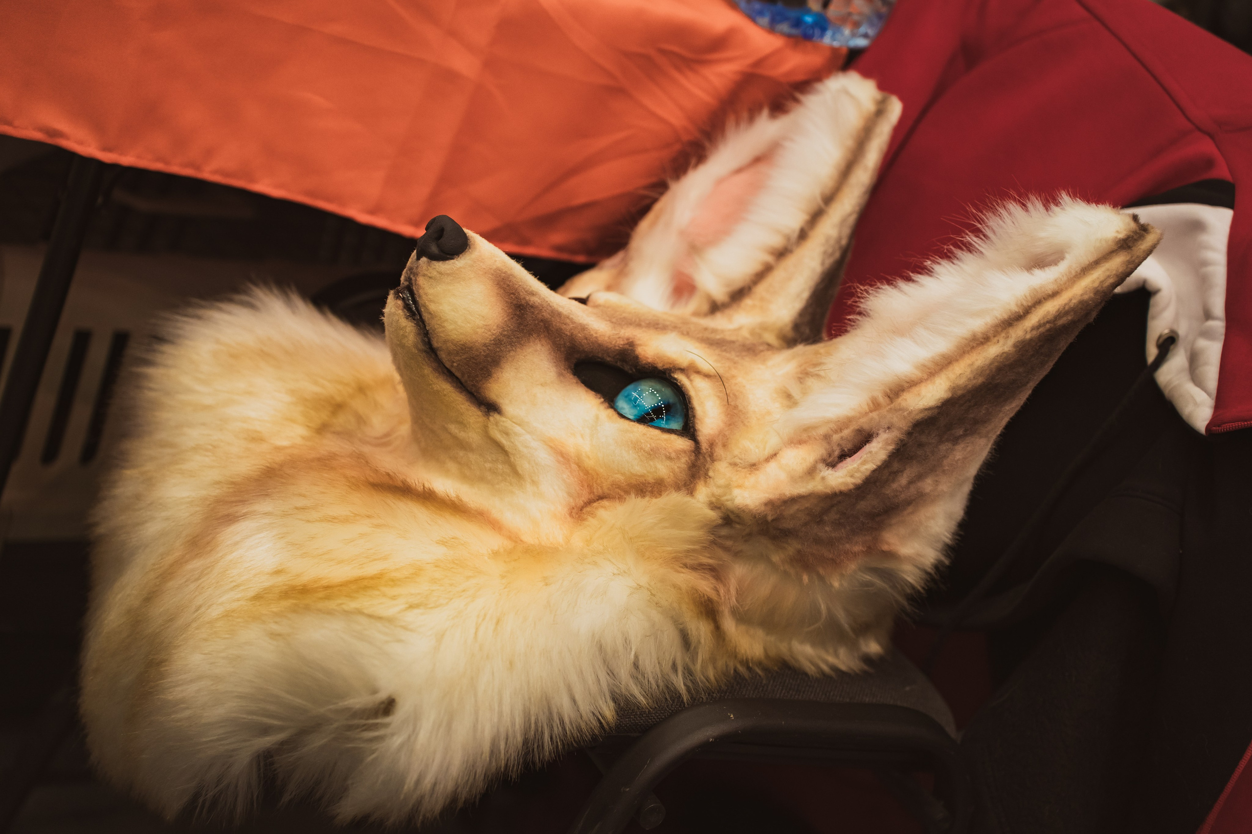 Fox Family fest. Репортажный фотограф Анастасия Рубцова