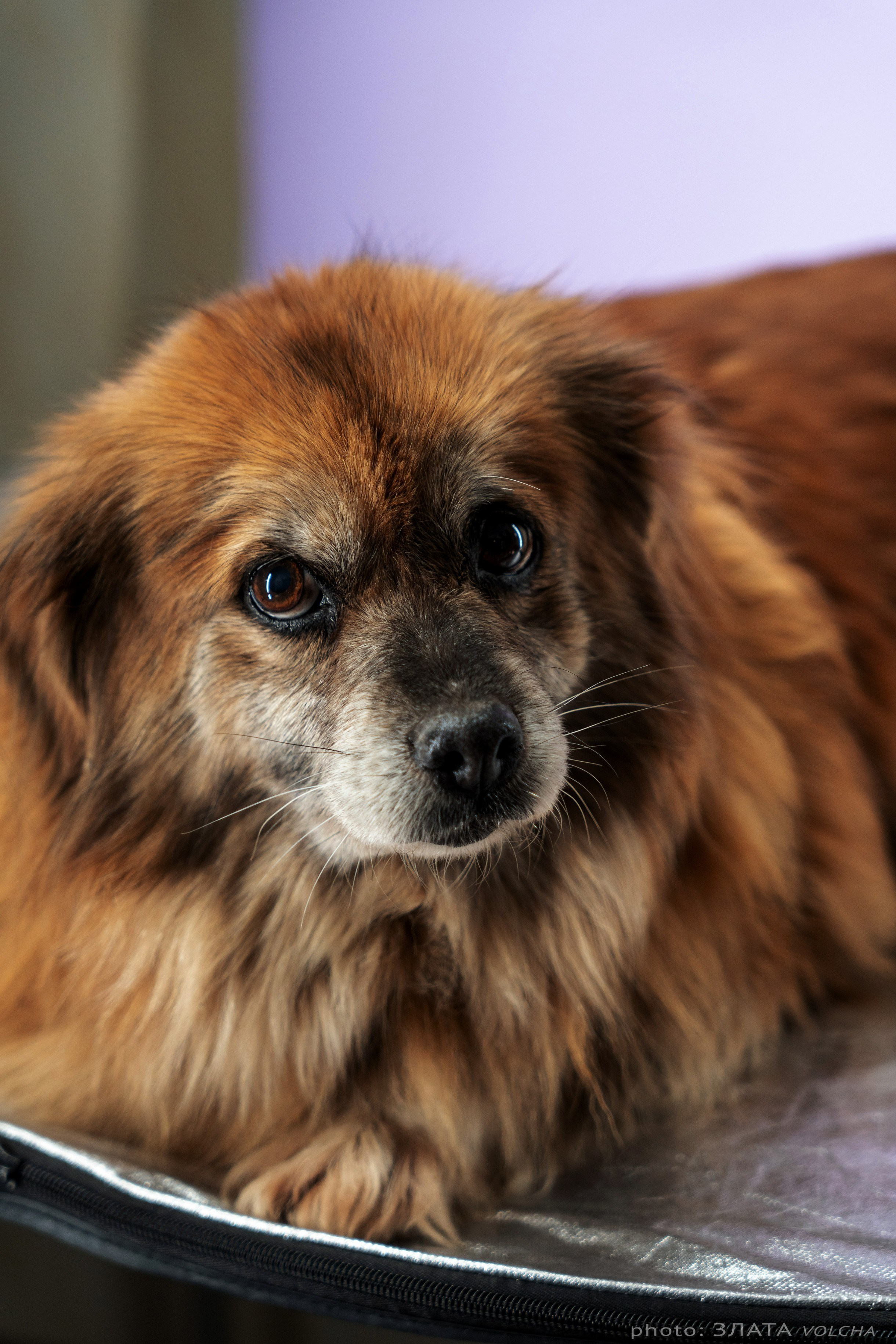 Собаки в студии. Фото, видео, монтаж