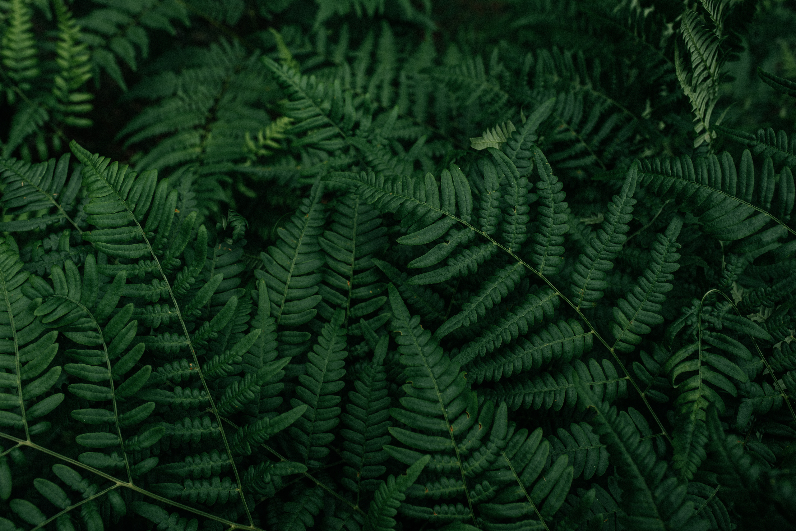 Блог. Костюшко Кристина — семейный и свадебный фотограф в Минске