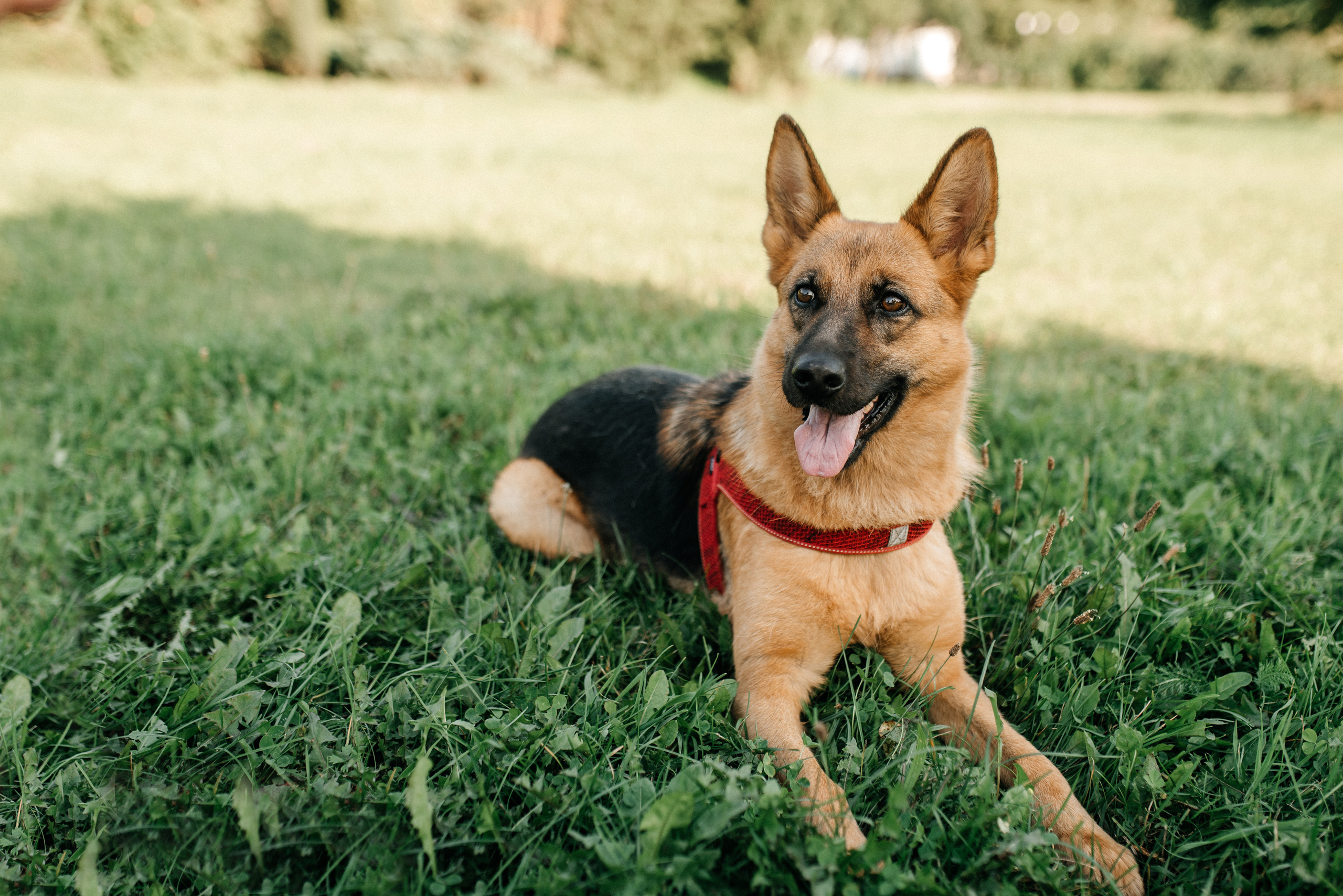 Сентябрь в Лошицком парке. Костюшко Кристина — семейный и свадебный фотограф в Минске