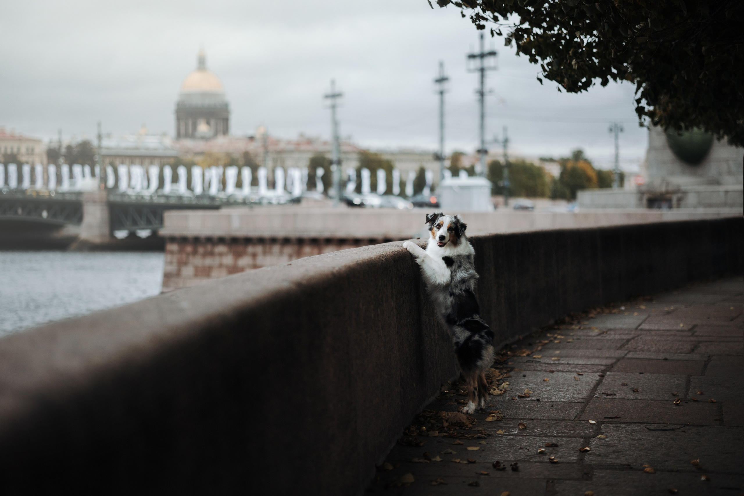 Ирина и Кайса. Фотограф — Анималист | Санкт-Петербург