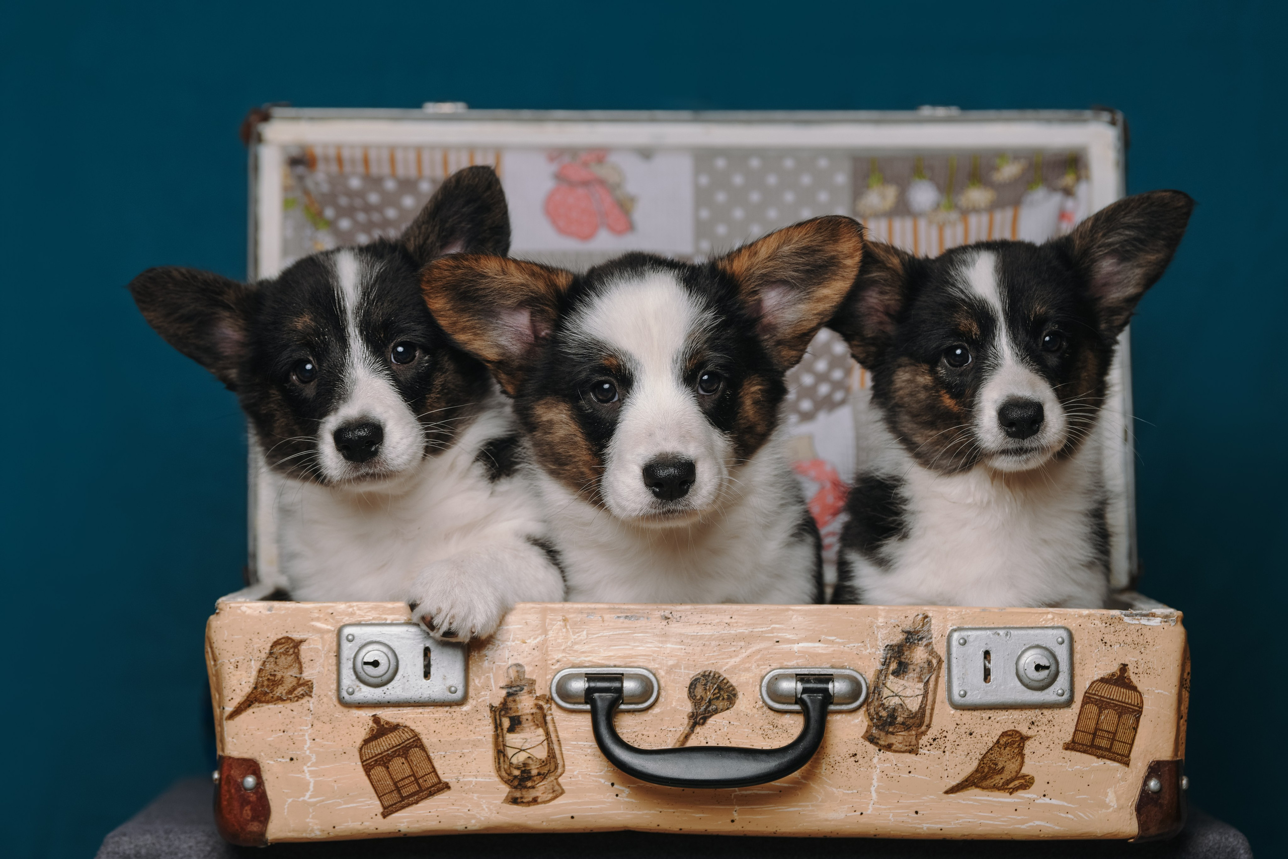 Щенки со студийным светом