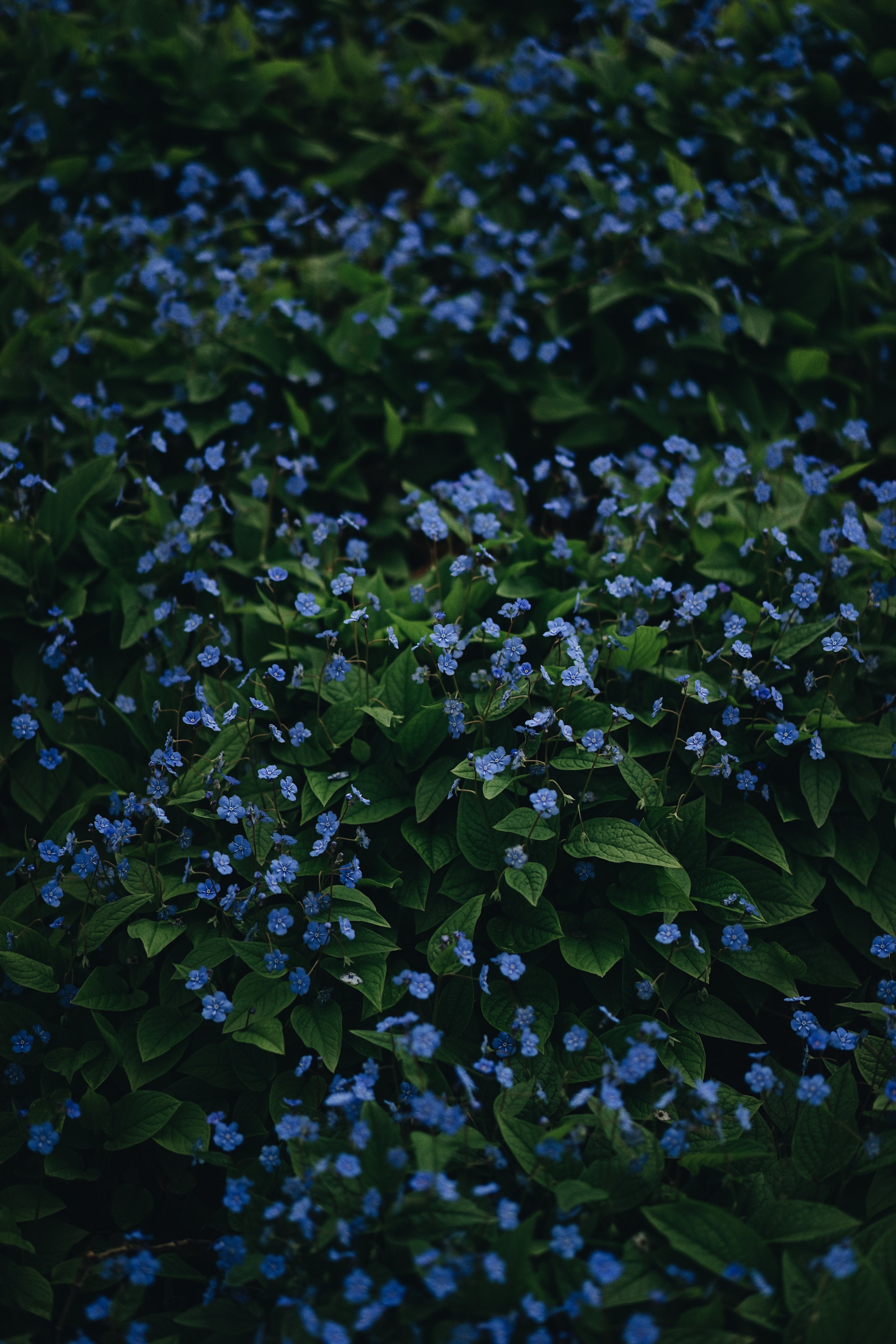 Nature. Ксения Копна. Фотограф из Санкт-Петербурга