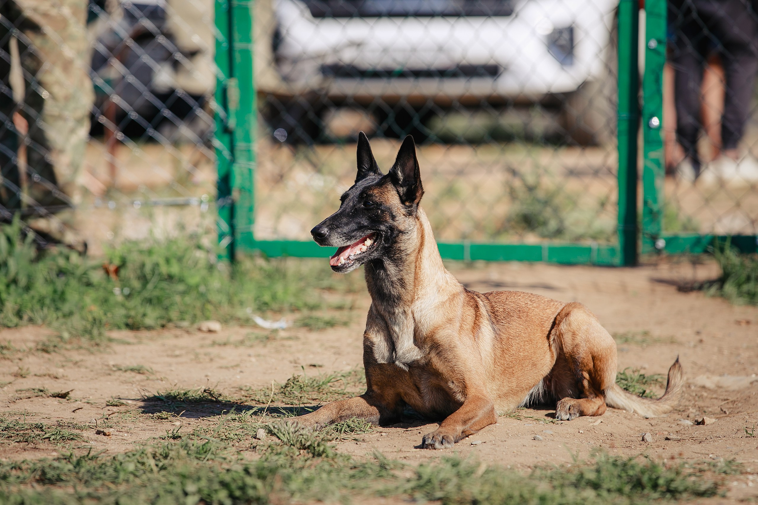 Мондьоринг М1, М2, М3, Вологда. Фотограф-анималист Mary Mart — Москва, Питер