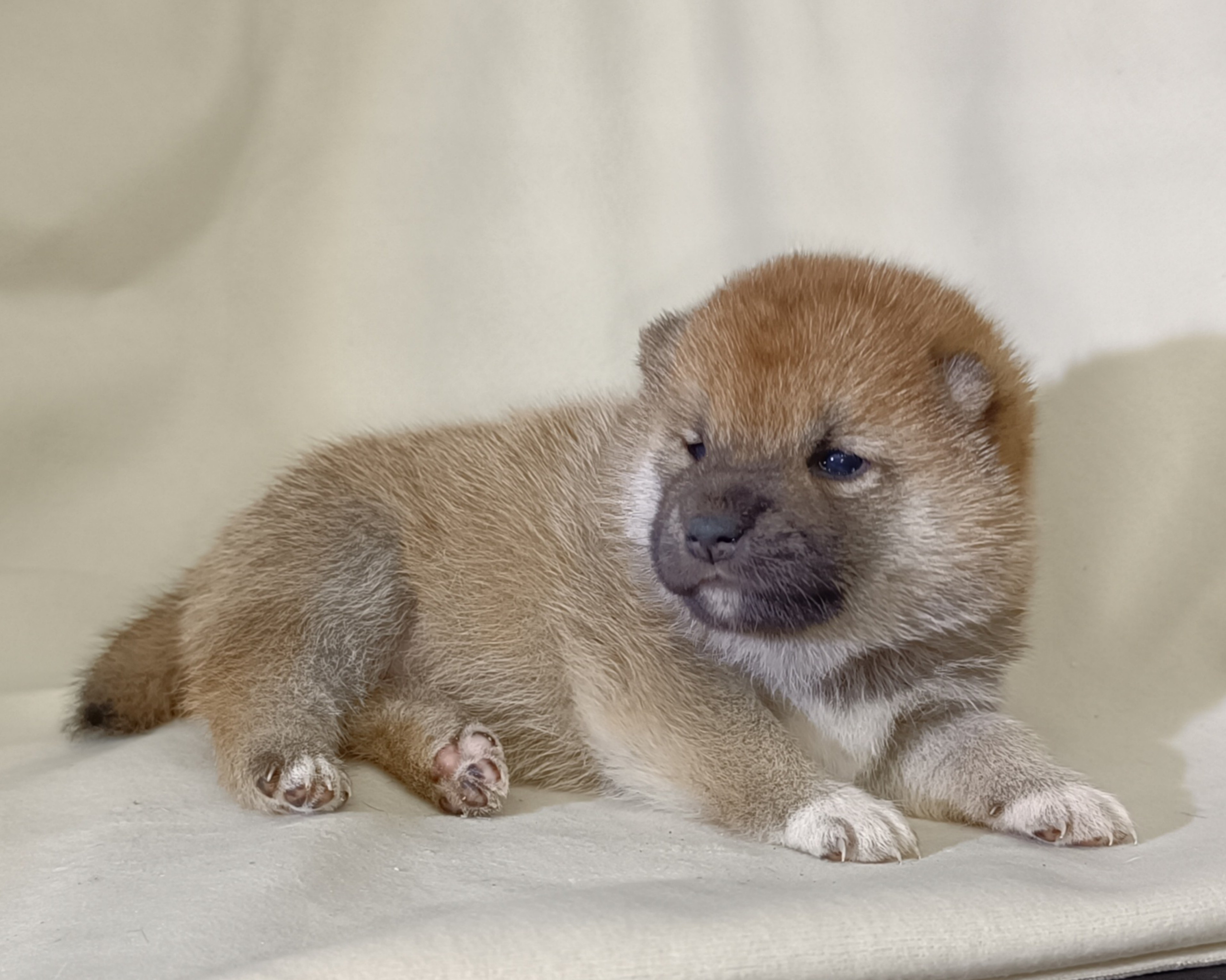 сиба питомник Рубилайт щенки на продажу rubylight  сиба щенки купить СПб Санкт-Петербург 