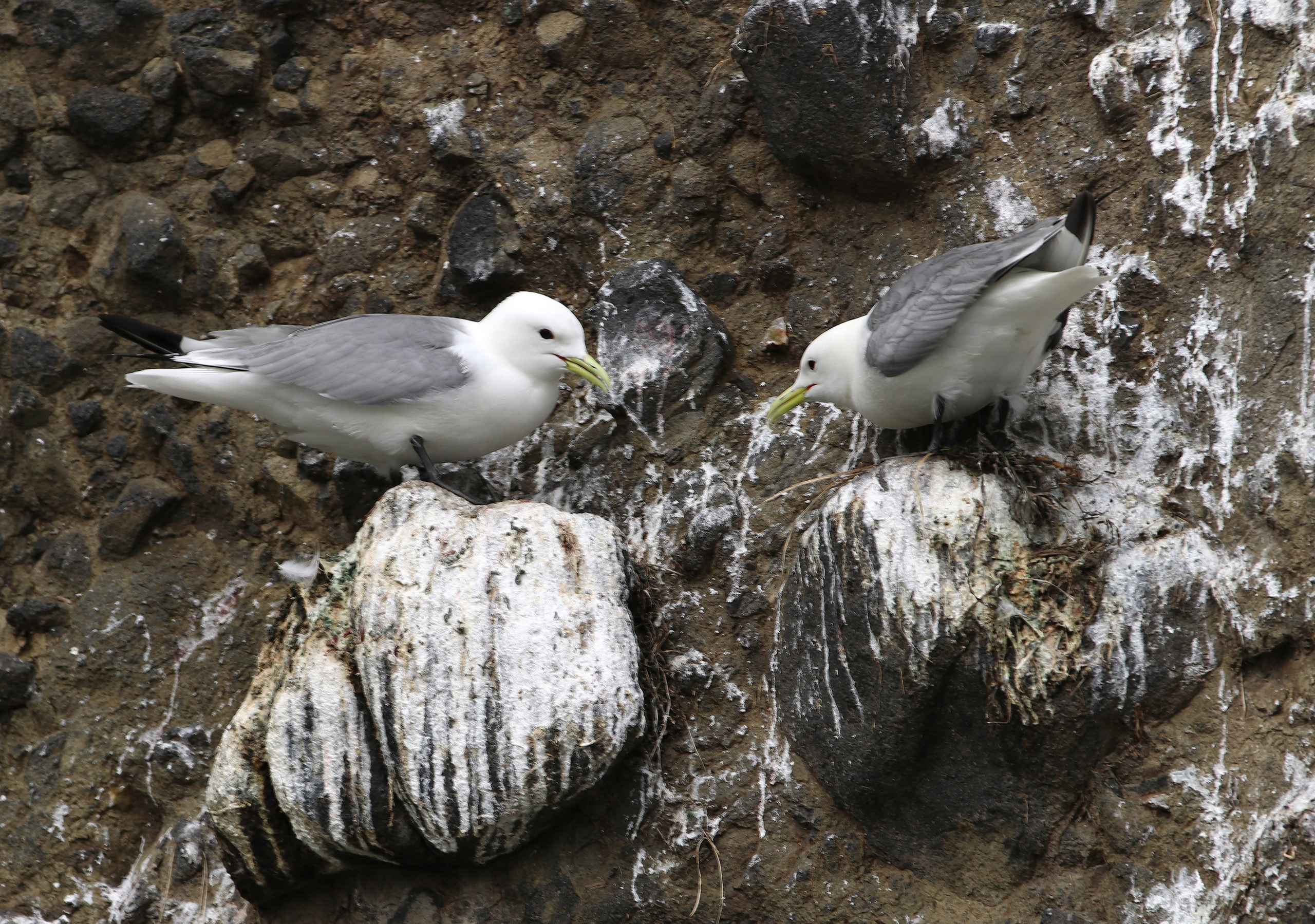 Камчатка и о. Парамушир. Июль 2024. Путешественник-фотограф из Санкт-Петербурга Татьяна Свистулина