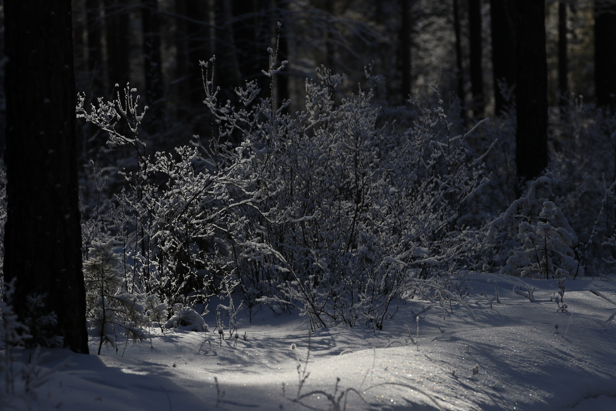 Аршан. Январь 2024. Путешественник-фотограф из Санкт-Петербурга Татьяна Свистулина