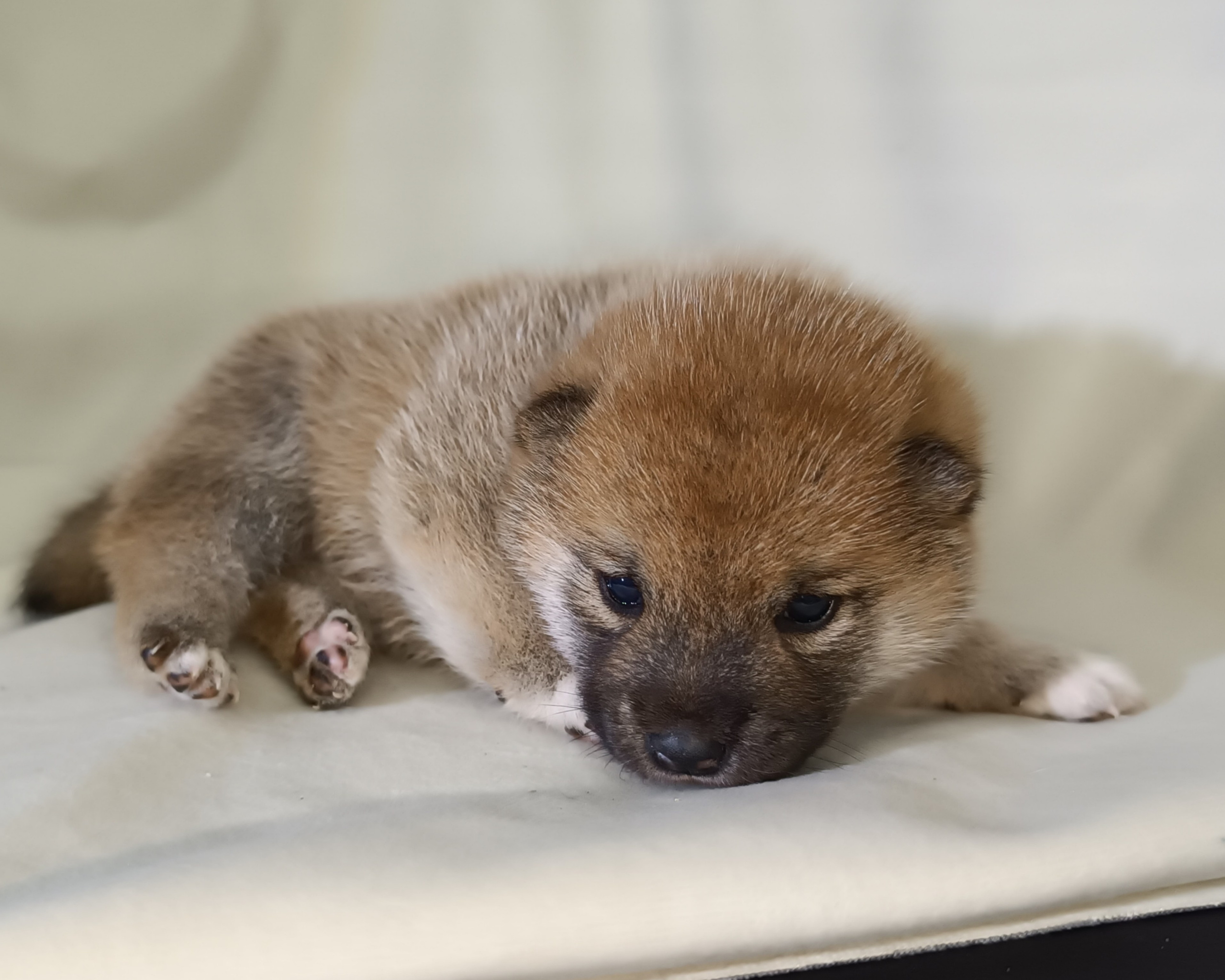 сиба питомник Рубилайт щенки на продажу rubylight  сиба щенки купить СПб Санкт-Петербург 