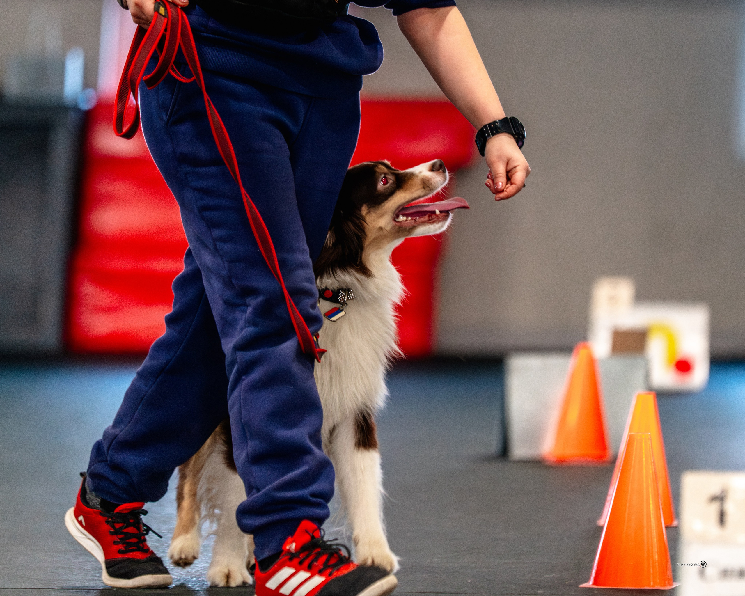 ТЫ И Я (соревнования по ралли-обидиенс). Фотограф-анималист, семейный фотограф в Москве и Подмосковье. Фотосъёмка кинологических дисциплин