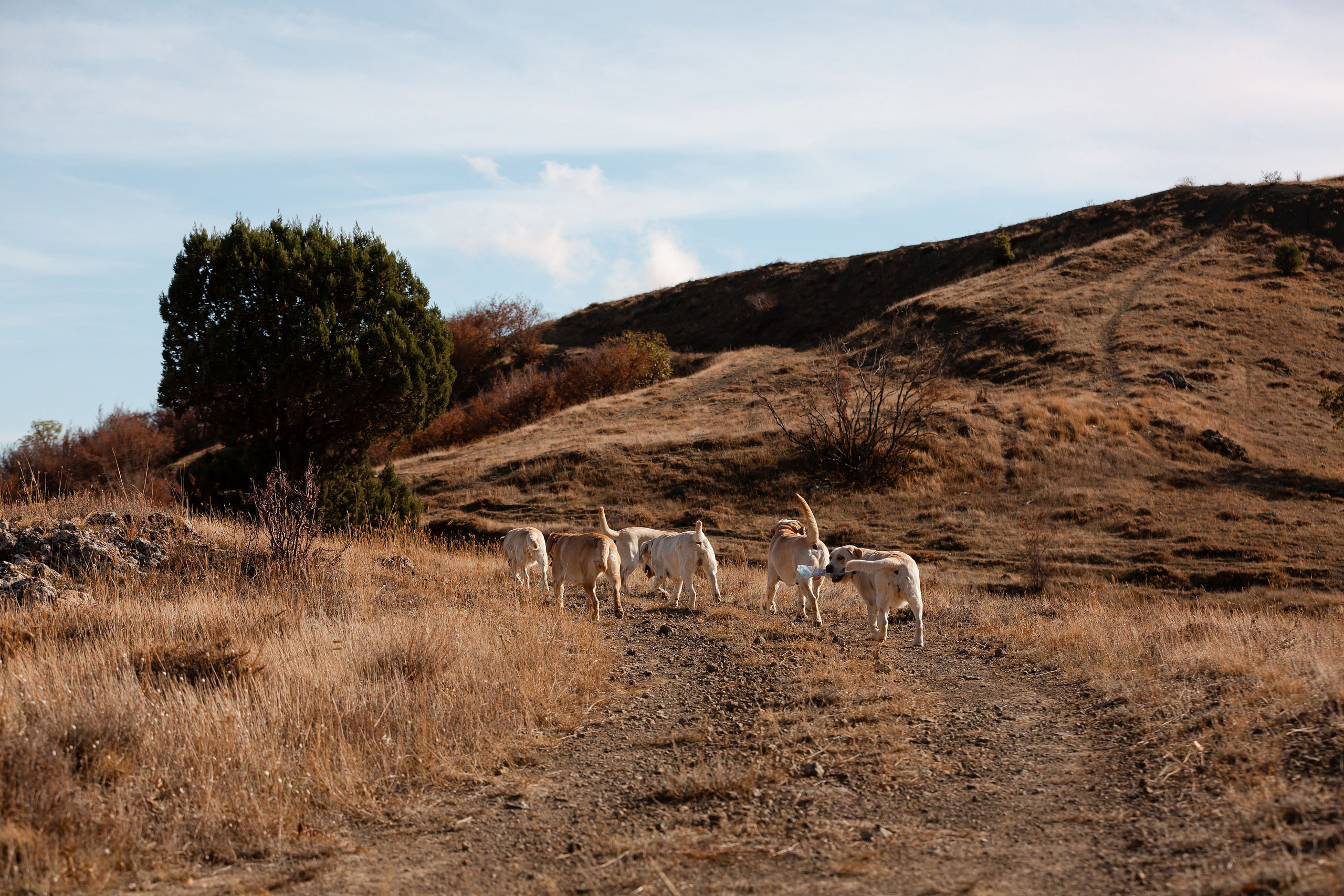 Лабрадоры и горы. Фотограф-анималист в Краснодаре Маша Мельникова