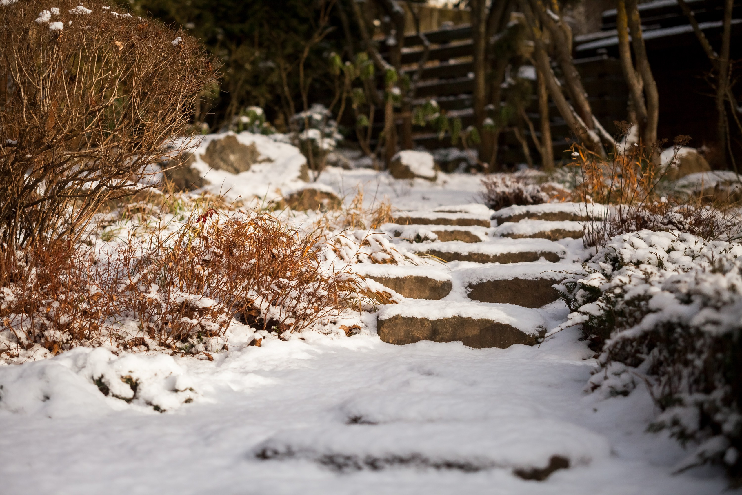 Спящий сад, Елены Асташкиной. Туманов Виталий — фотограф Москва