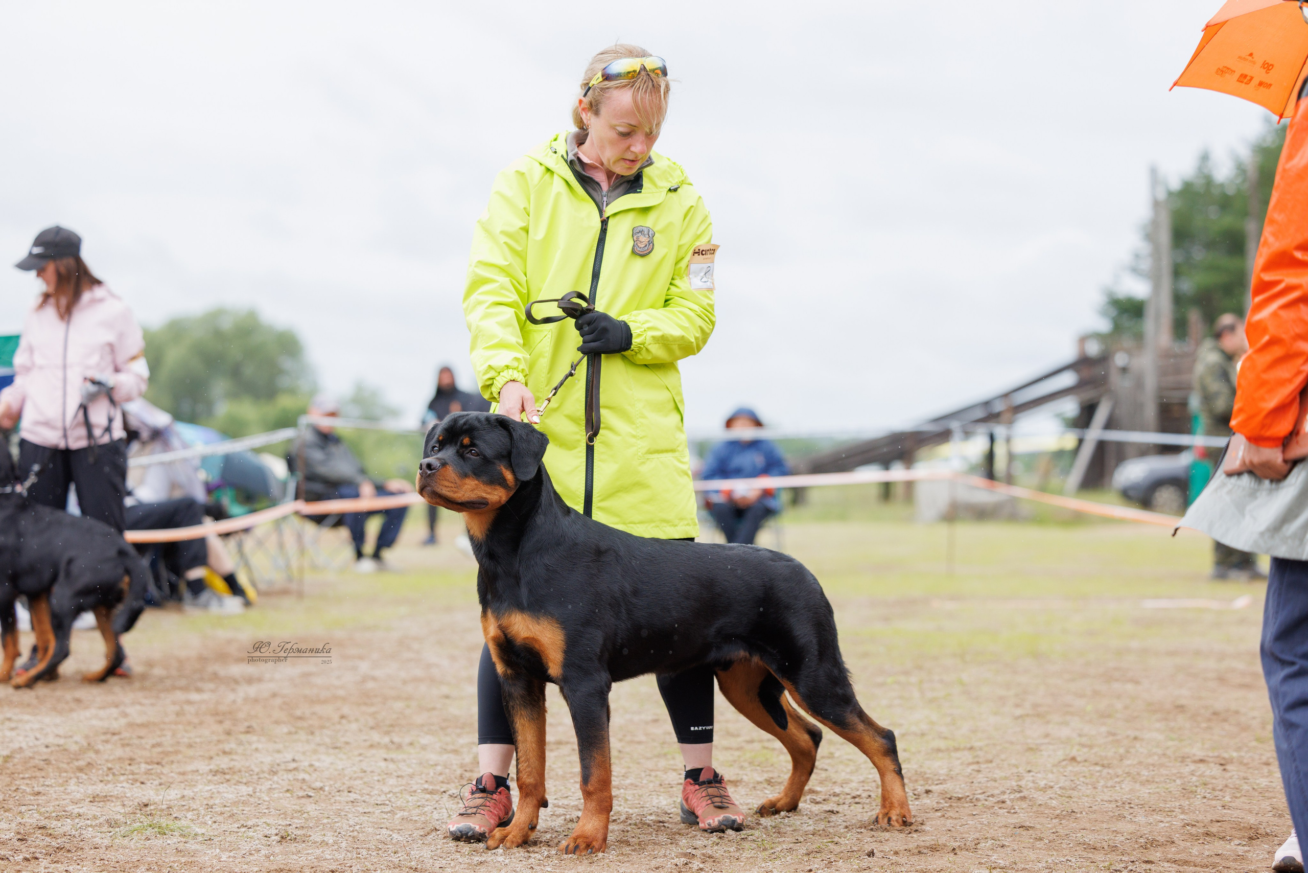 Тверь ротвейлеры 5-6.07.2025. Фотограф-анималист Юлия Германика