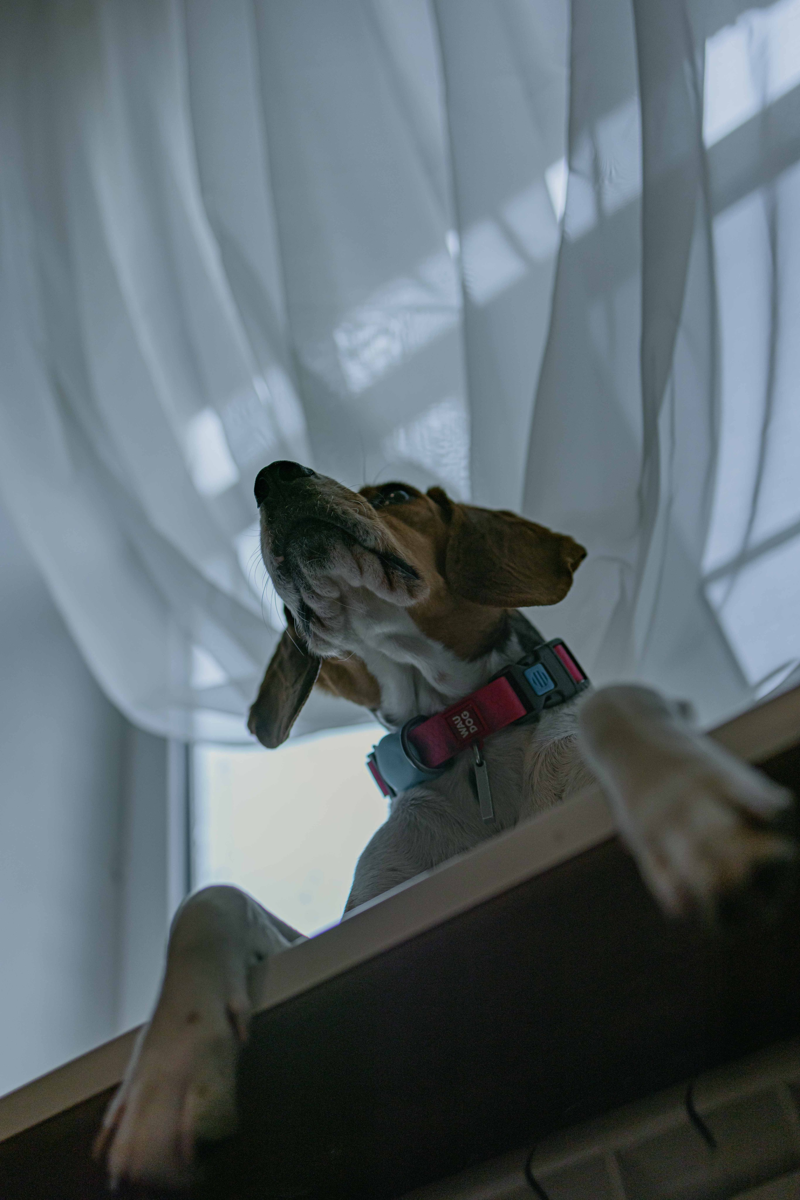 Света и Ива. Фотограф-анималист в Москве Лера Черноног