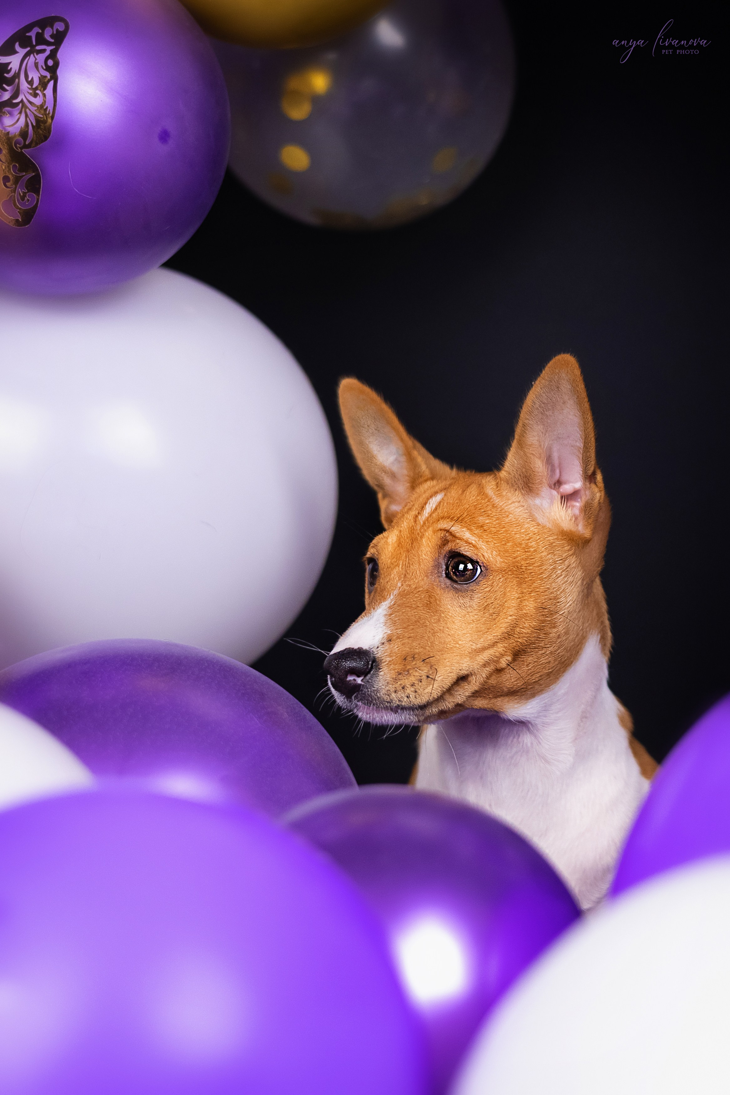 Баси. Фотограф анималист Аня Ливанова | Рыбинск