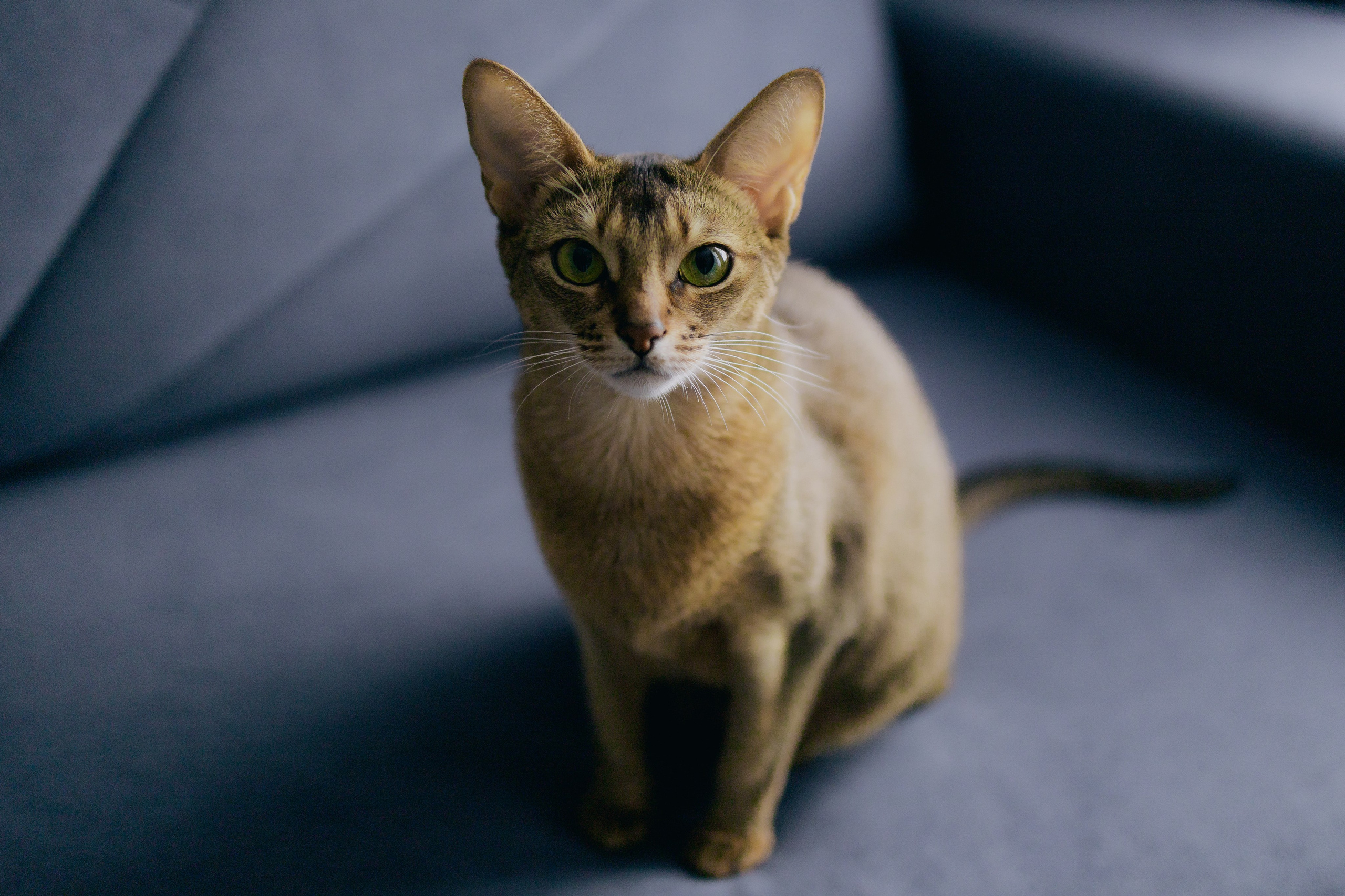 Екатерина и Ильнур. Денис Прохоров Фотограф в г. Магнитогорск