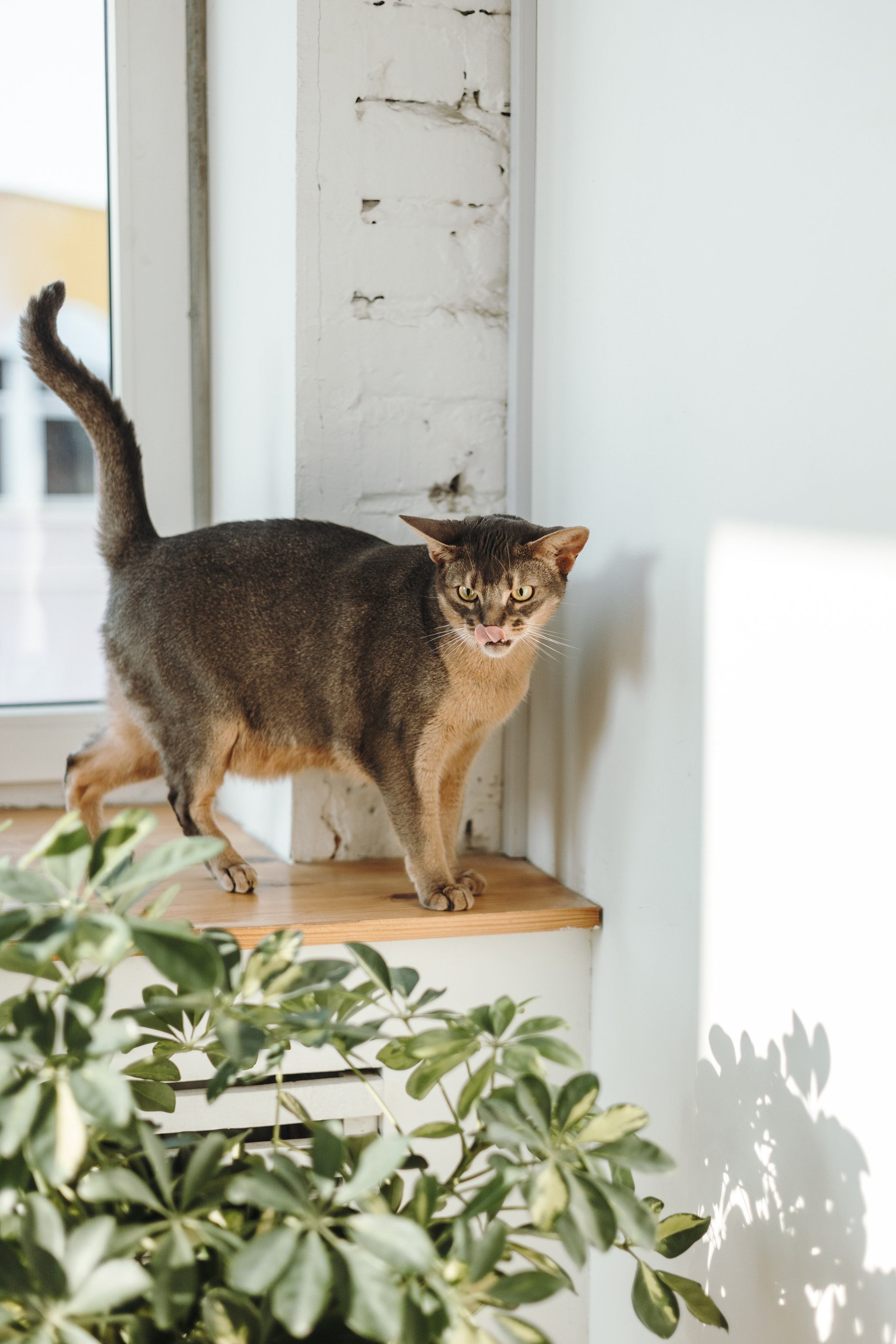 Циско и его семья. Фотограф — Анималист | Санкт-Петербург